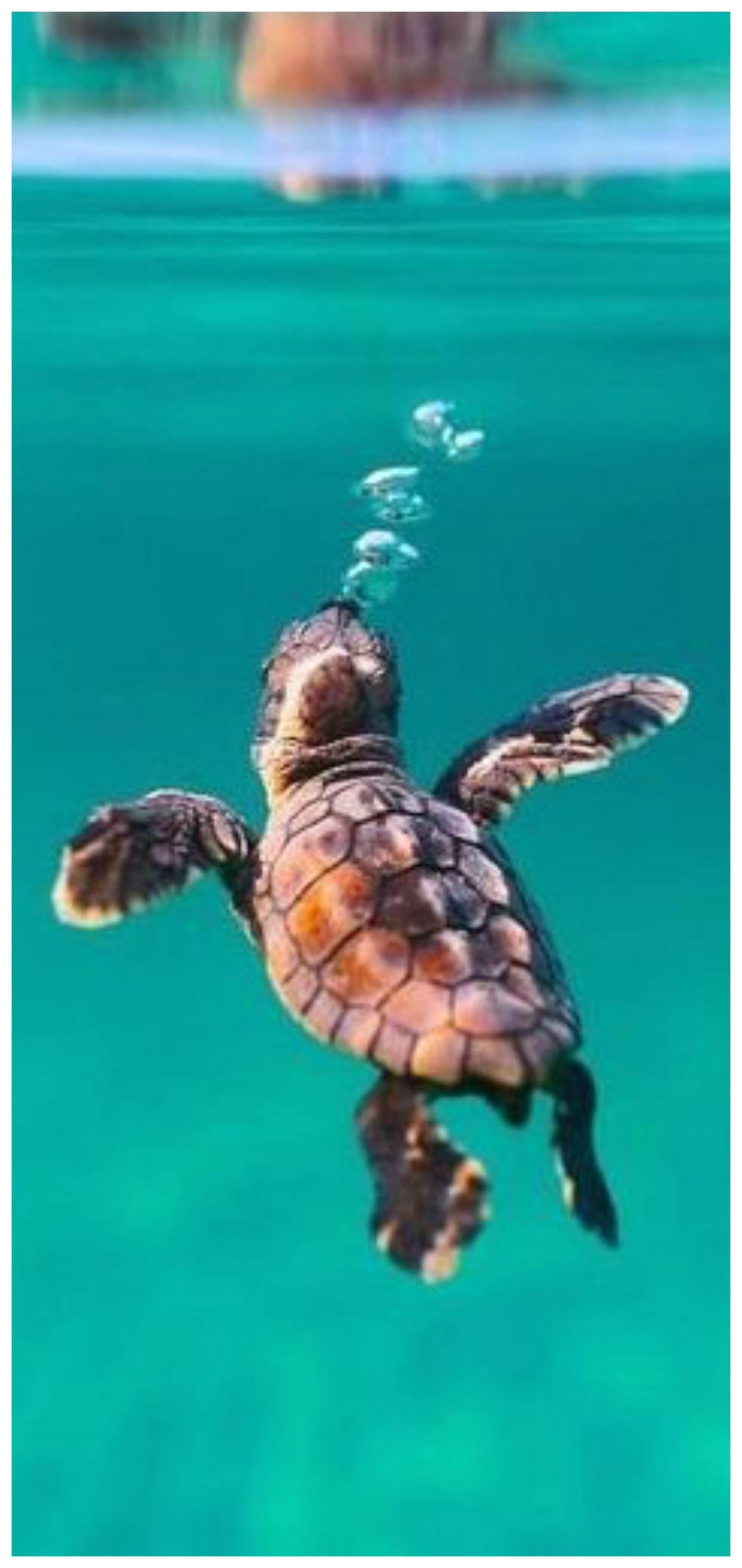 Cute Baby Sea Turtle Wallpapers