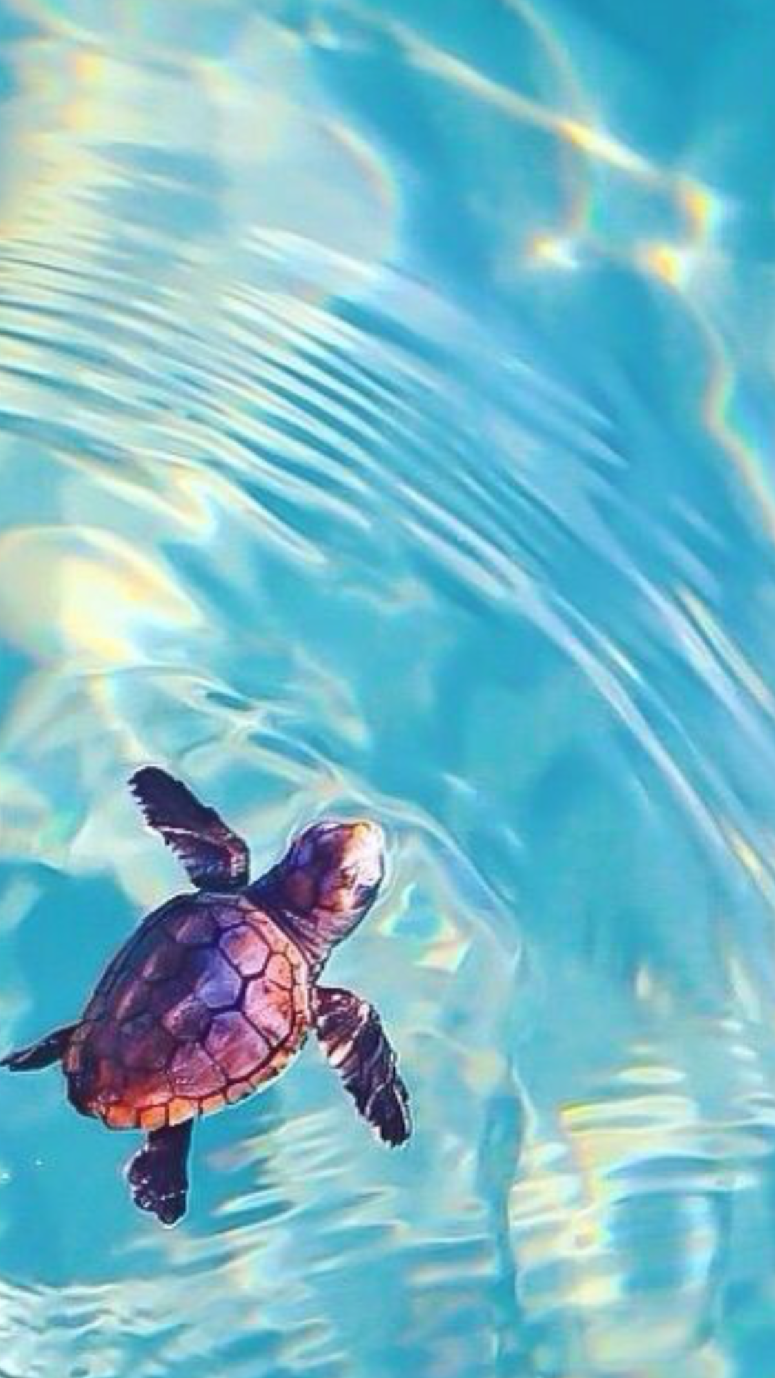 Cute Baby Sea Turtle Wallpapers