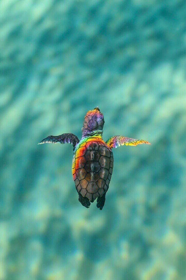 Cute Baby Sea Turtle Wallpapers