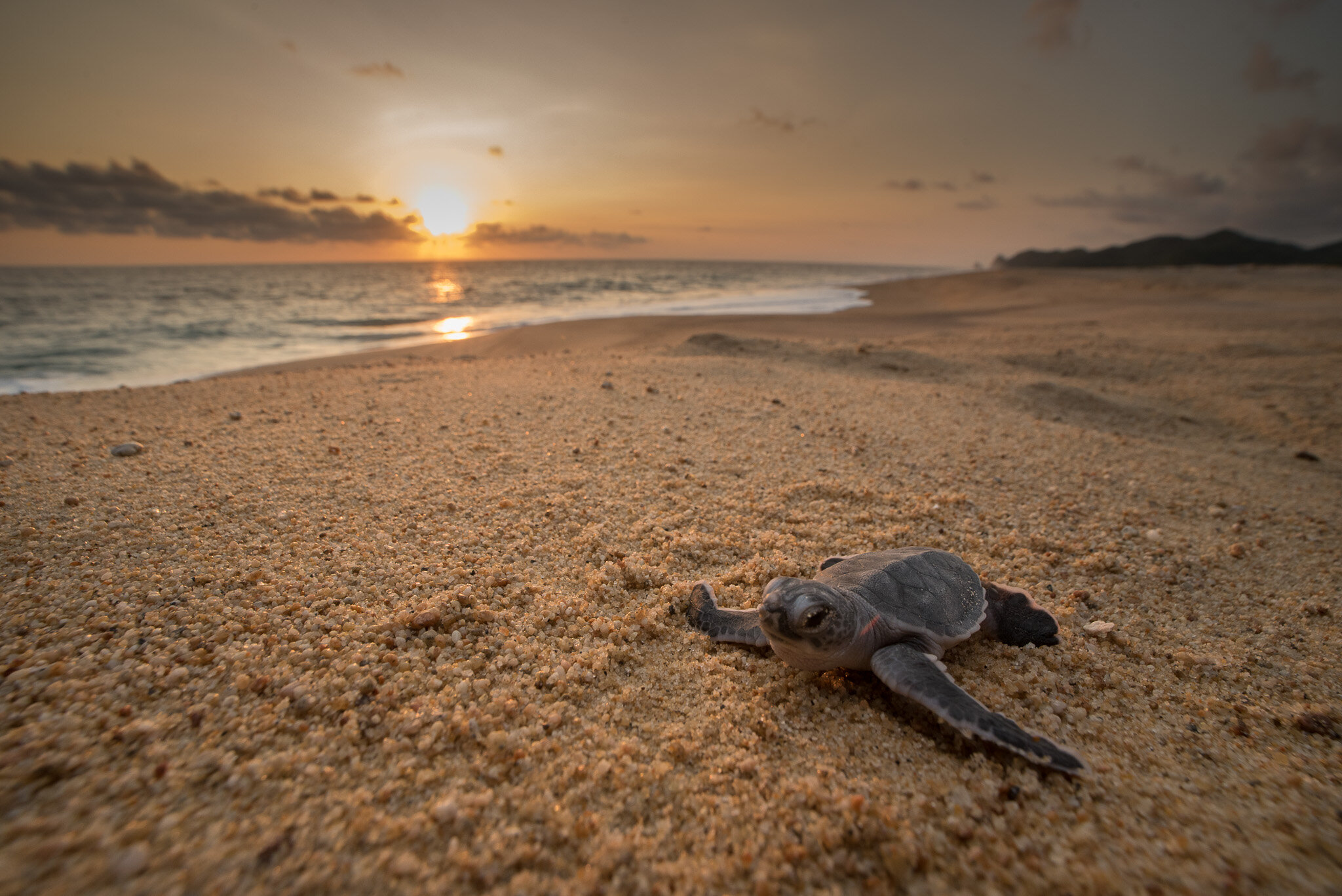 Cute Baby Sea Turtle Wallpapers