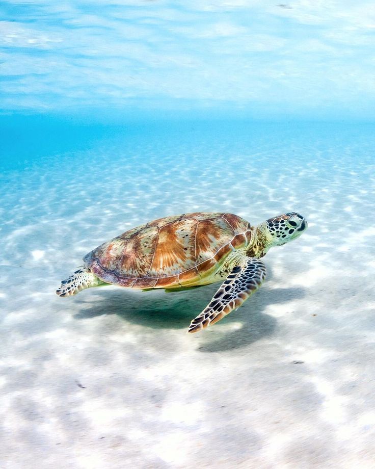 Cute Baby Sea Turtle Wallpapers