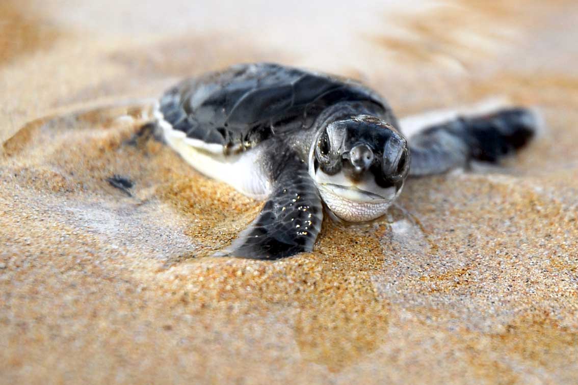 Cute Baby Sea Turtle Wallpapers