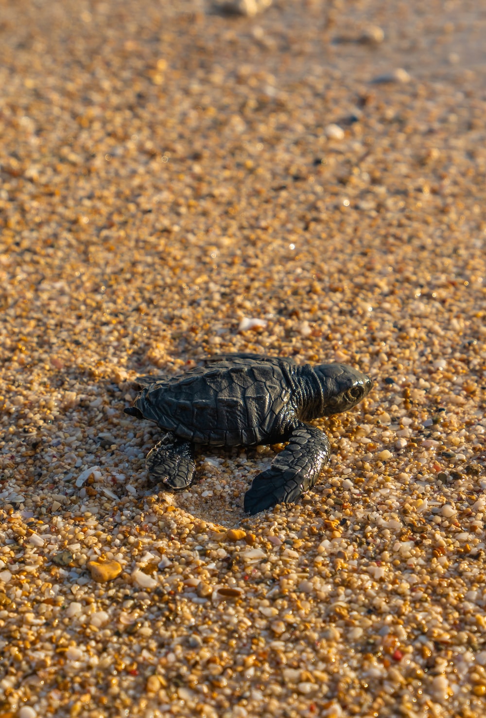 Cute Baby Sea Turtle Wallpapers