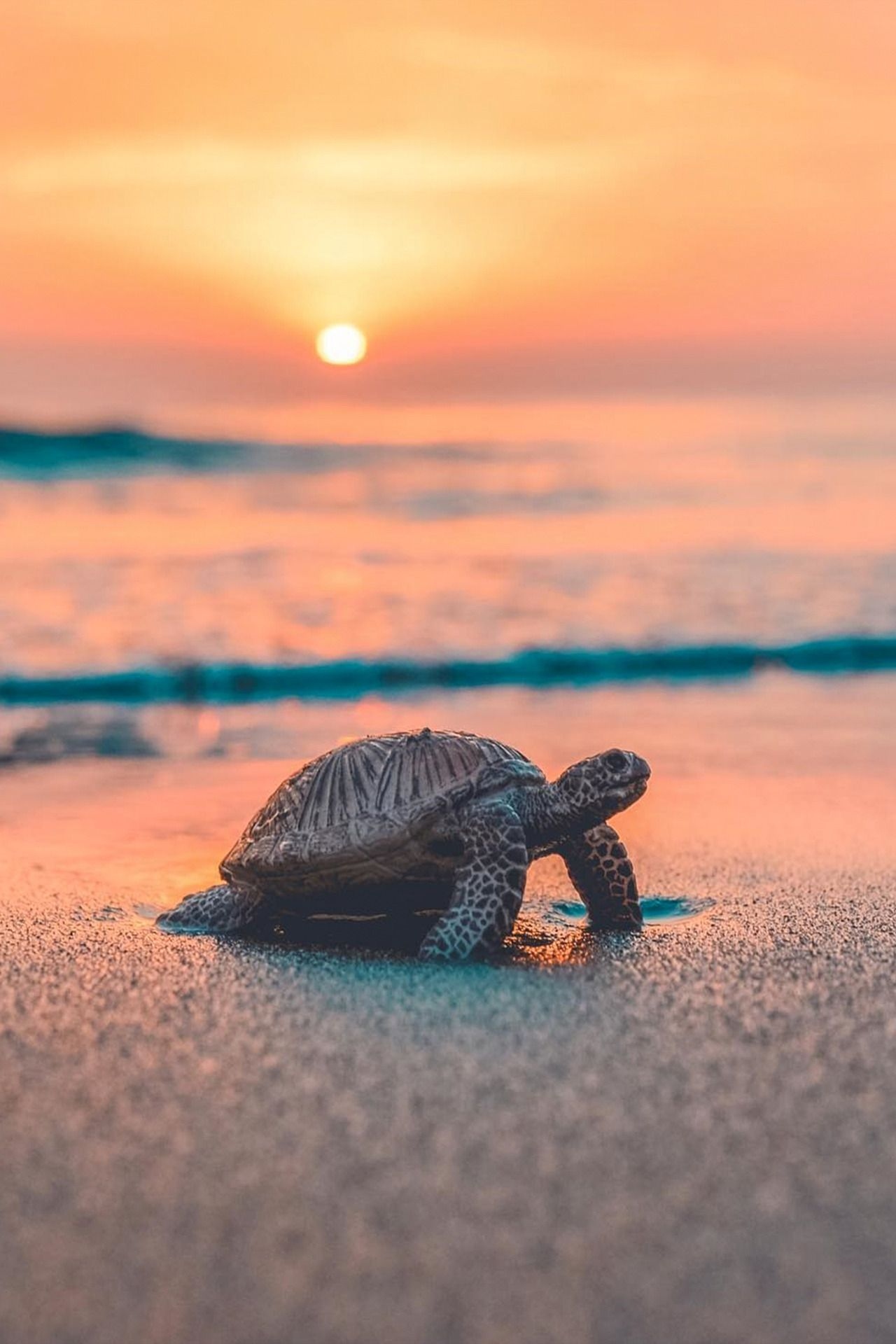 Cute Baby Sea Turtle Wallpapers