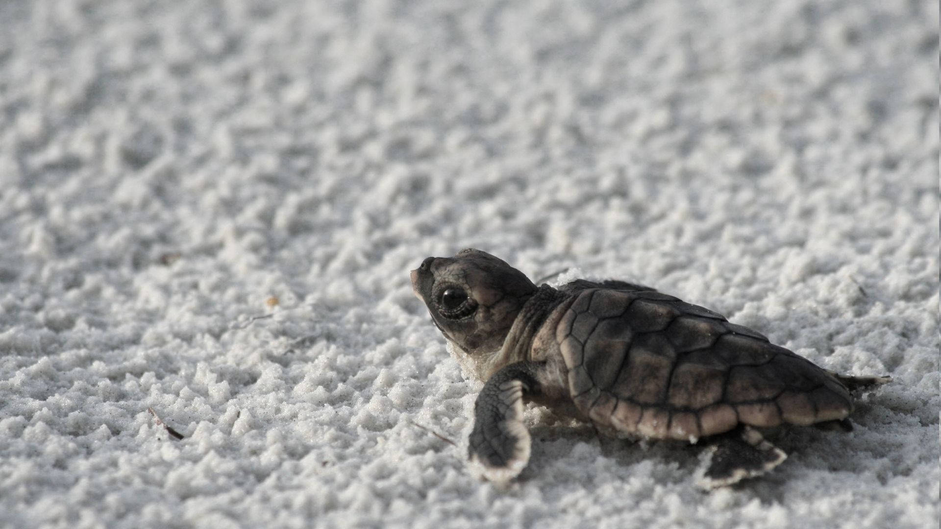 Cute Baby Sea Turtle Wallpapers