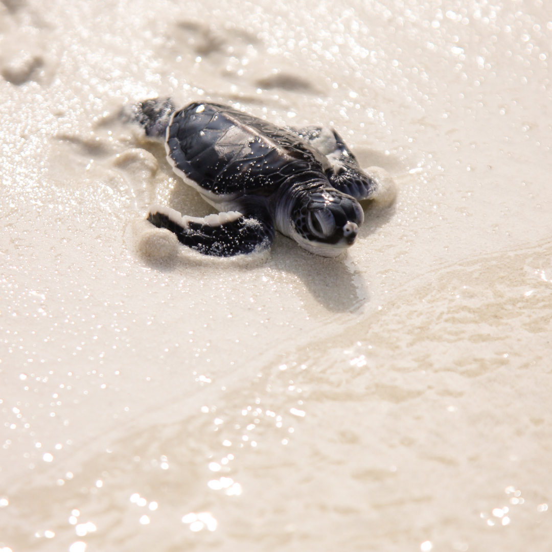 Cute Baby Sea Turtle Wallpapers