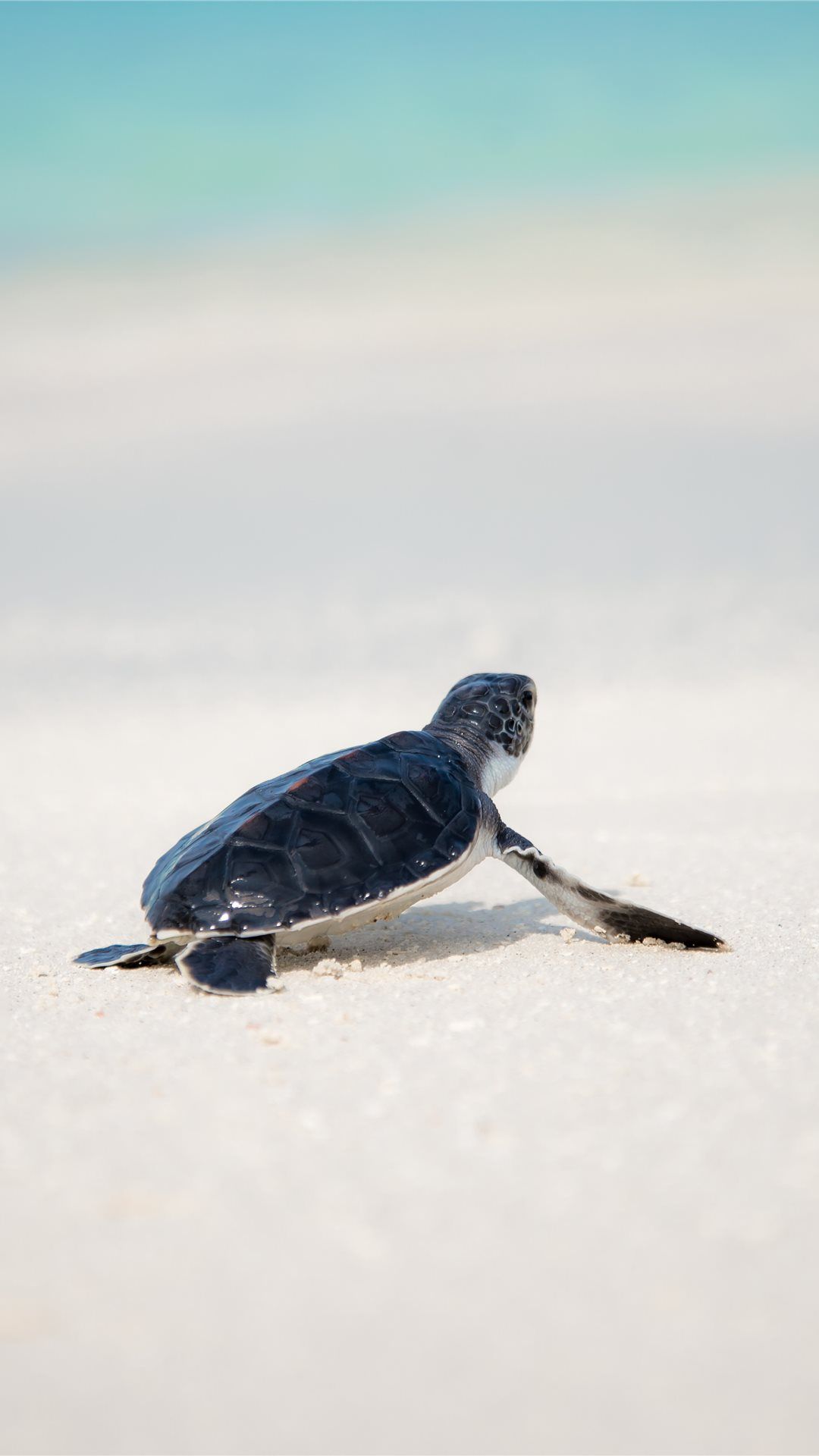 Cute Baby Sea Turtle Wallpapers