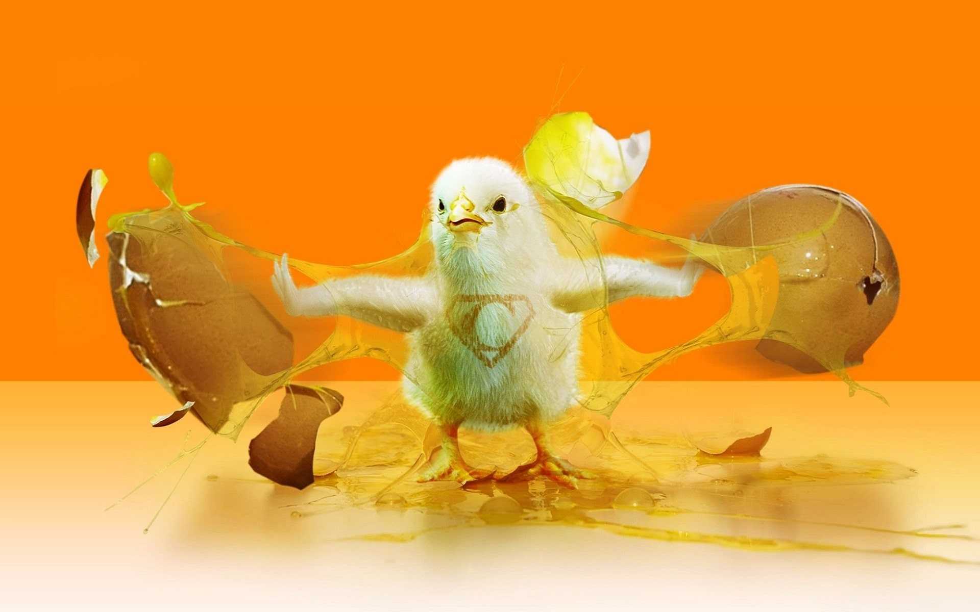 Cute Chicken Art Wallpapers