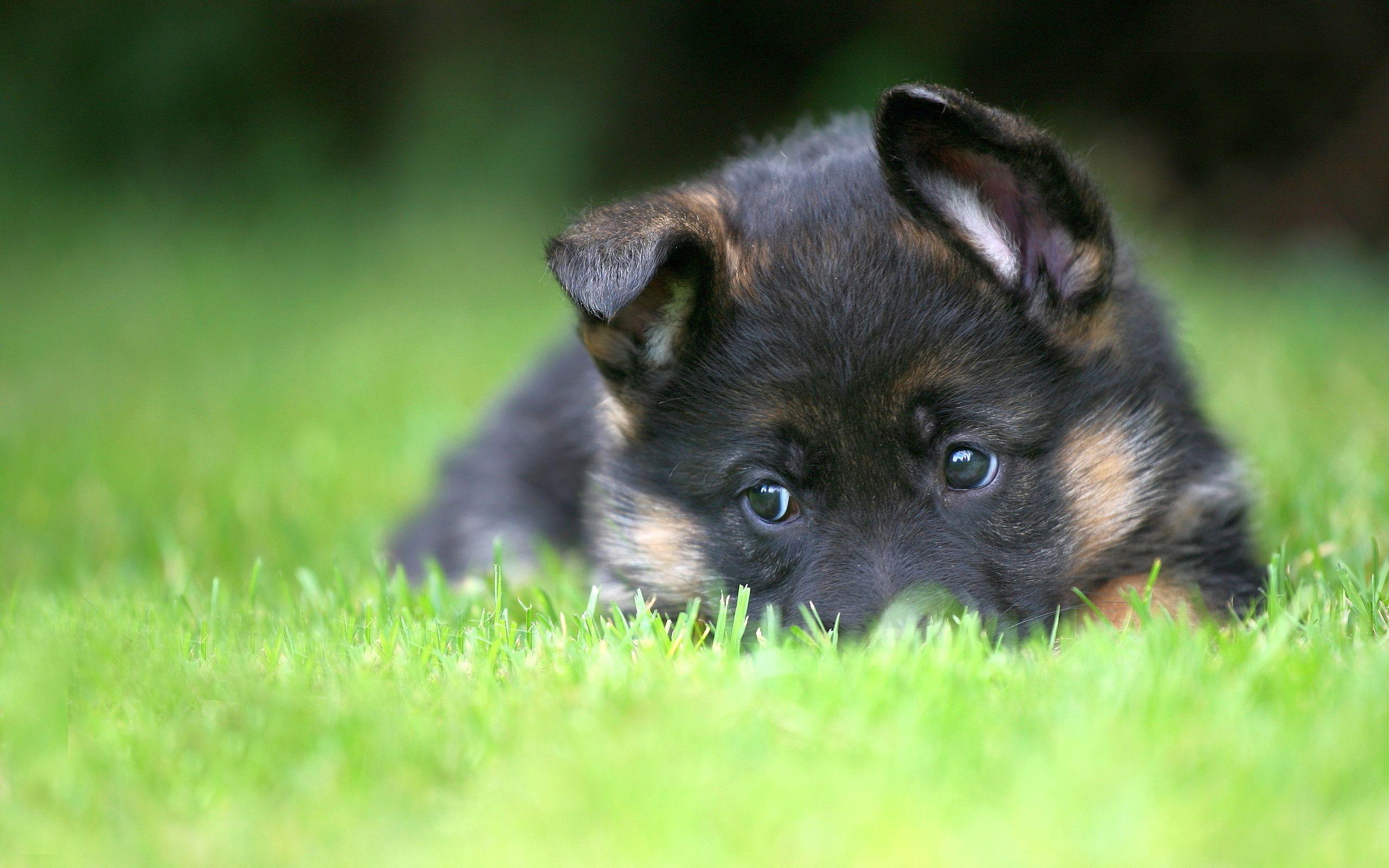 Cute German Shepherd Puppies Wallpapers