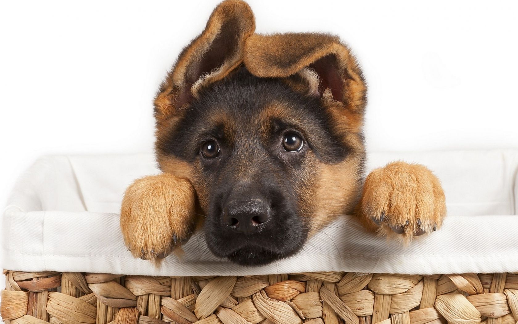 Cute German Shepherd Puppies Wallpapers