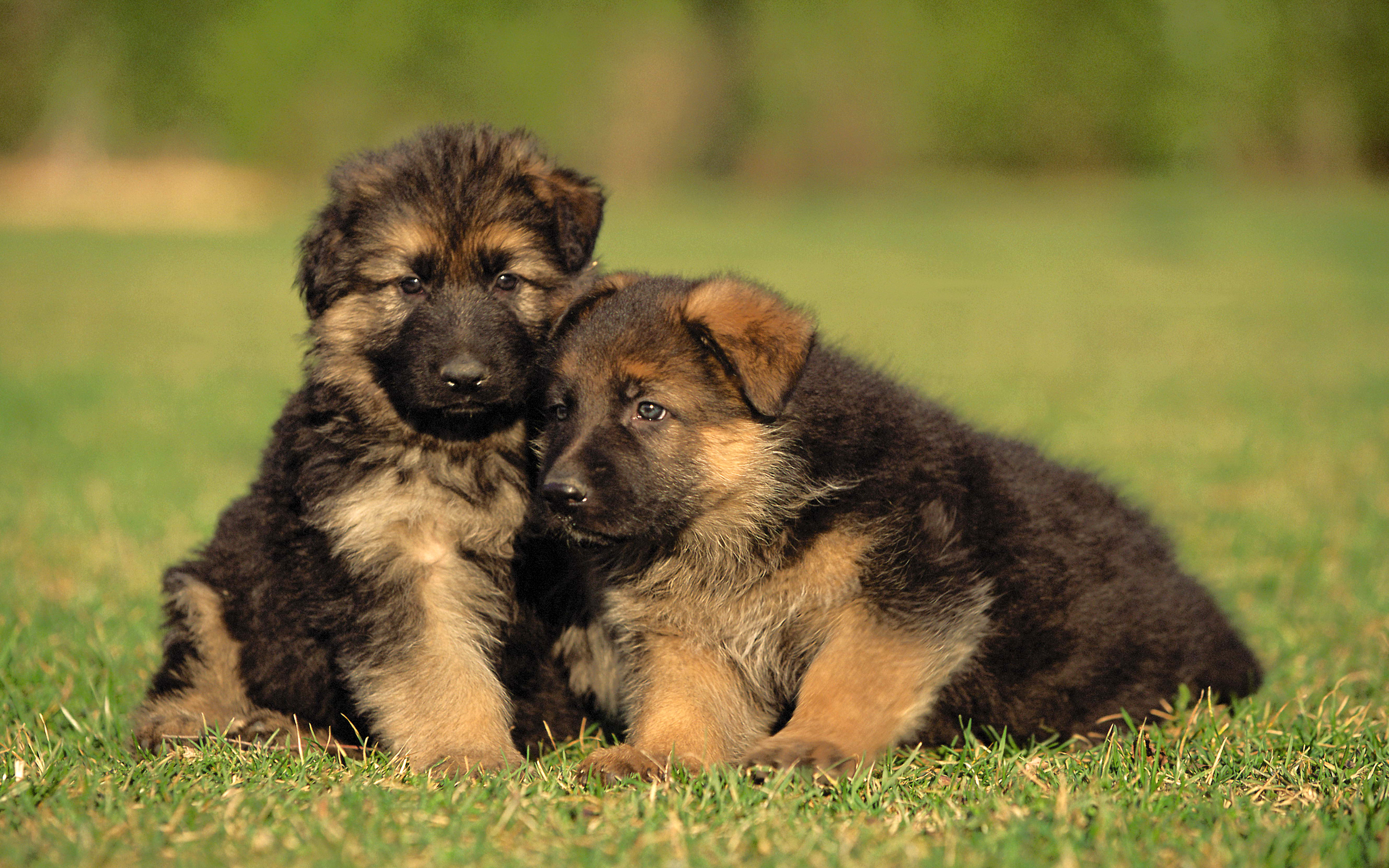 Cute German Shepherd Puppies Wallpapers