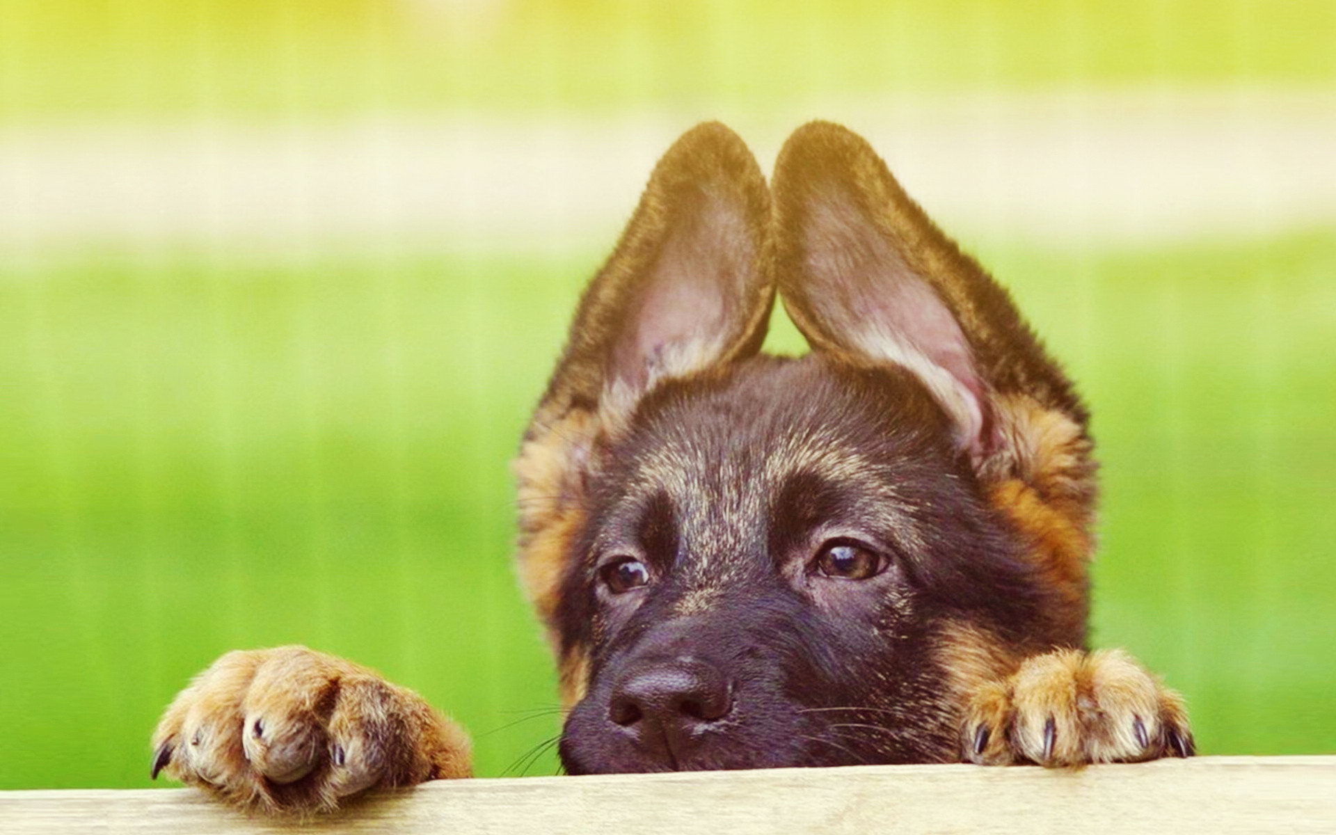 Cute German Shepherd Puppies Wallpapers