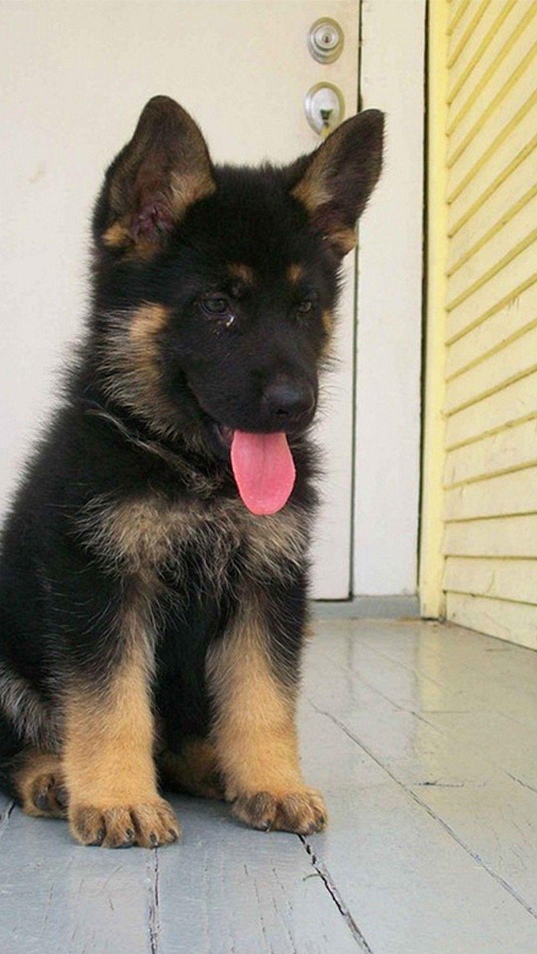 Cute German Shepherd Puppies Wallpapers