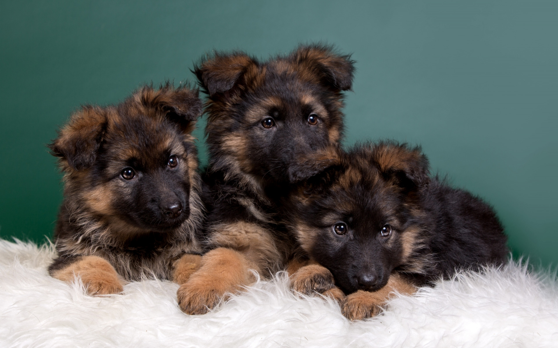 Cute German Shepherd Puppies Wallpapers