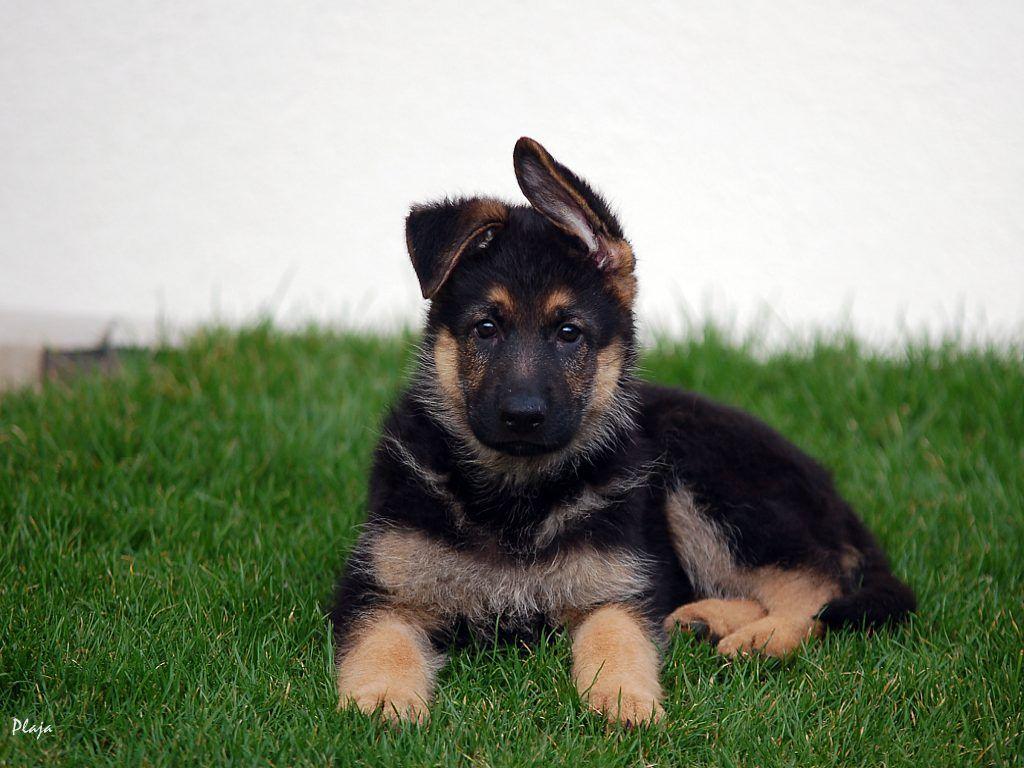 Cute German Shepherd Puppies Wallpapers