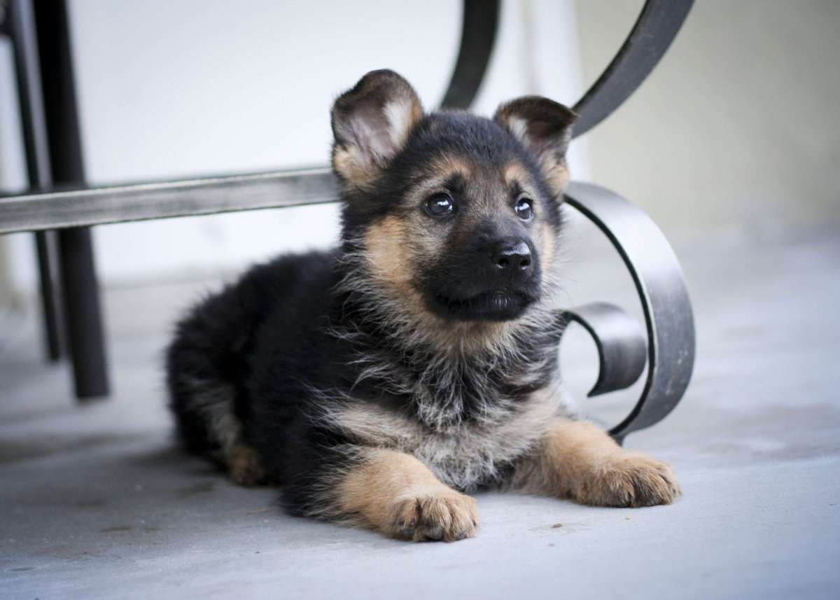 Cute German Shepherd Puppies Wallpapers