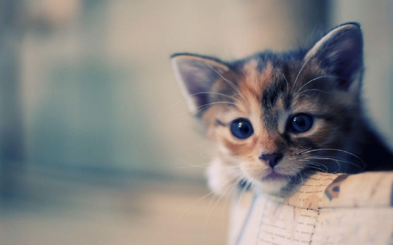 Cute Kittens For Desktop Wallpapers