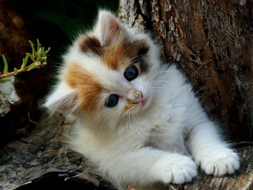 Cute Kittens For Desktop Wallpapers