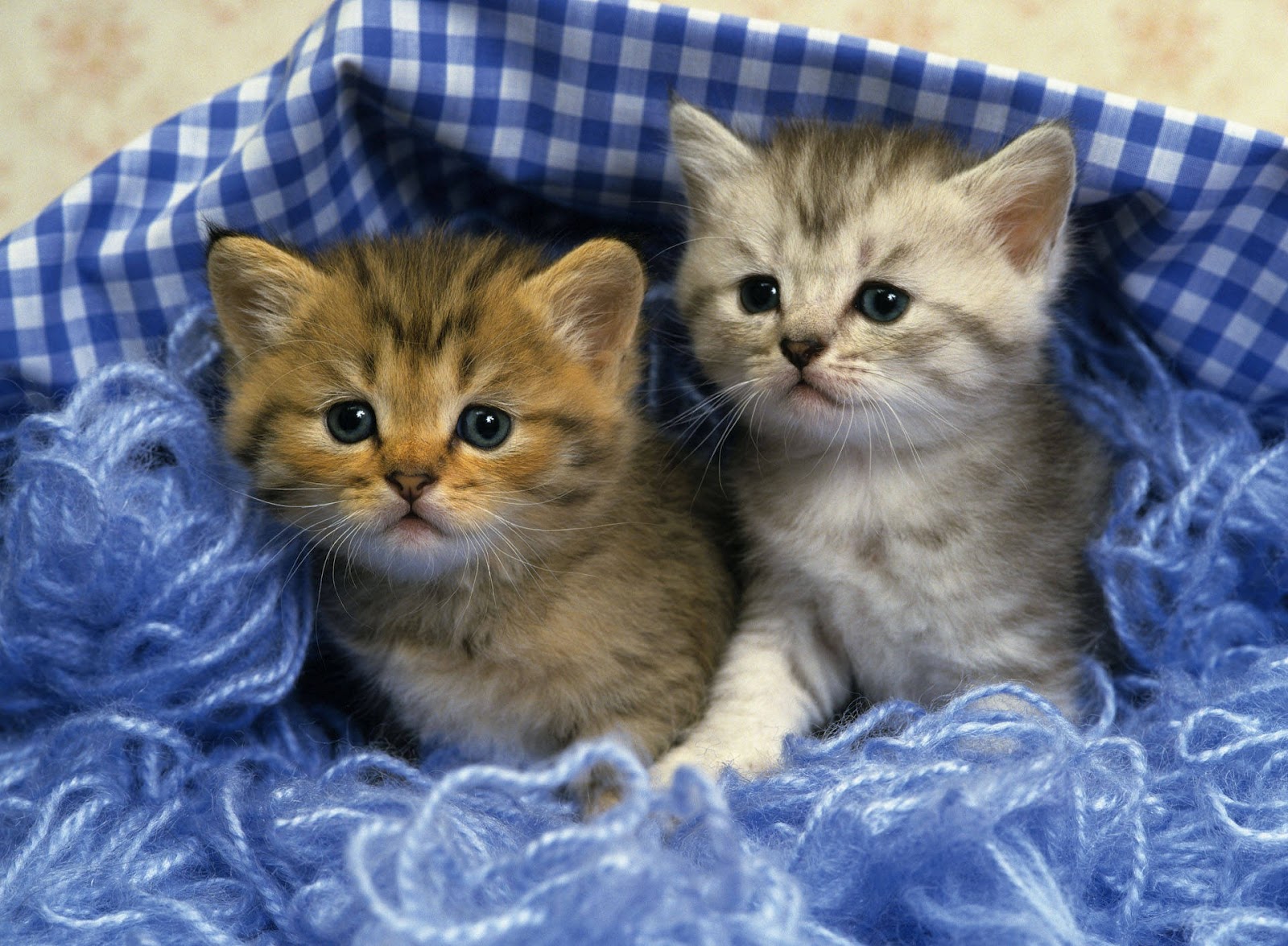 Cute Kittens For Desktop Wallpapers