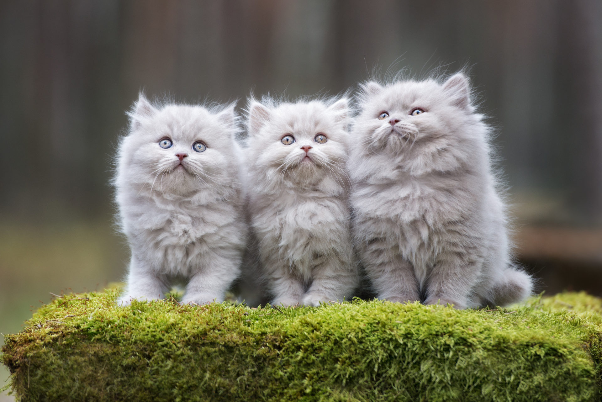 Cute Kittens For Desktop Wallpapers