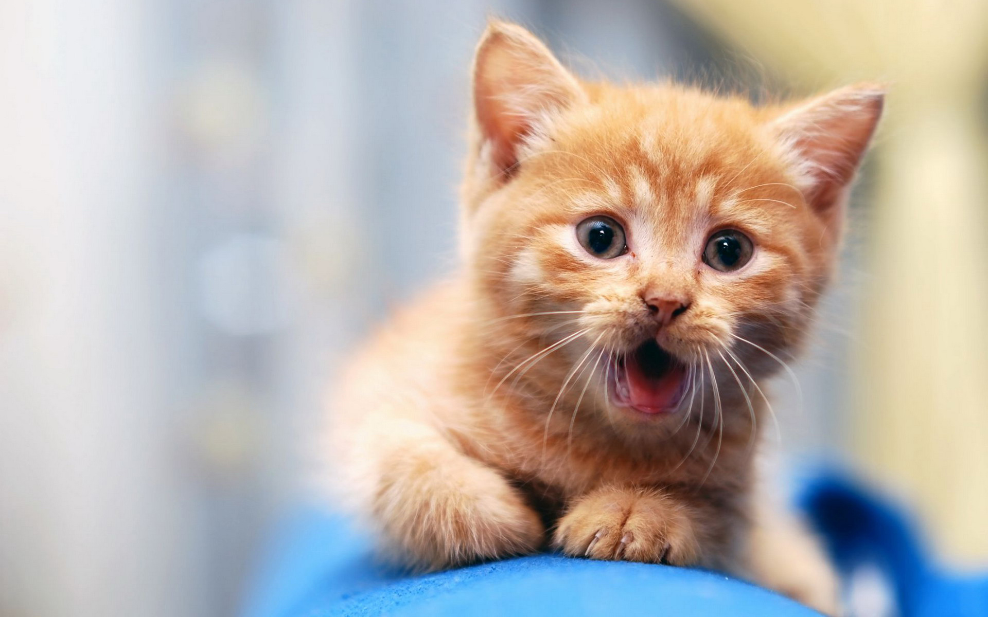 Cute Kittens For Desktop Wallpapers