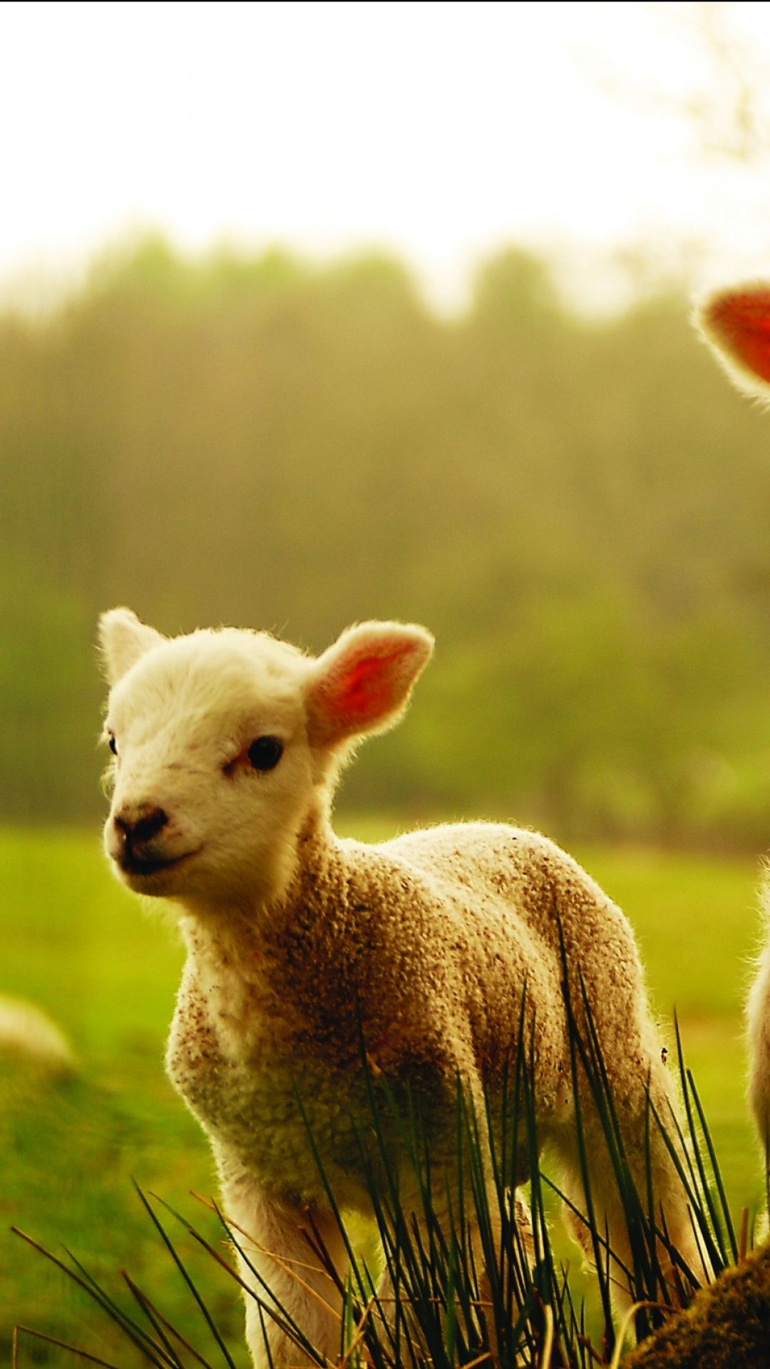 Cute Lamb Wallpapers