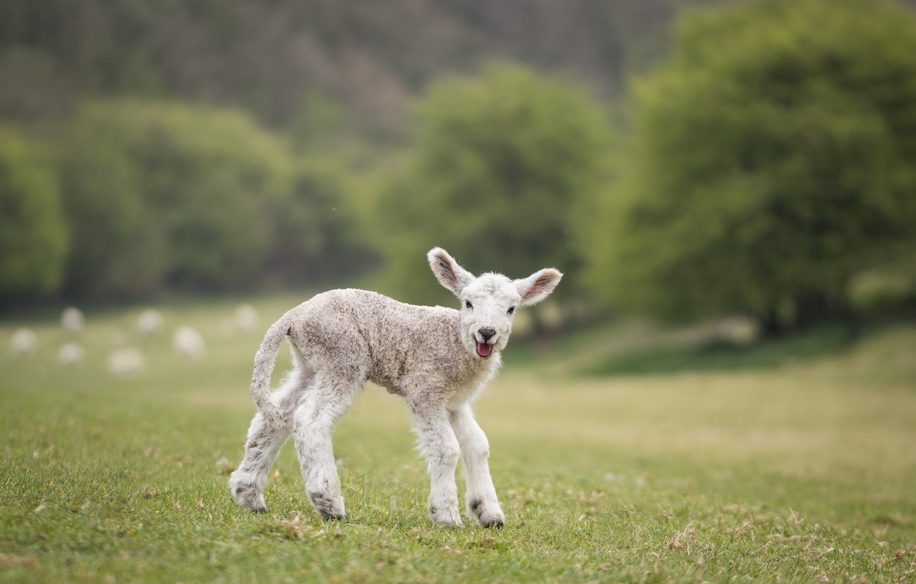 Cute Lamb Wallpapers