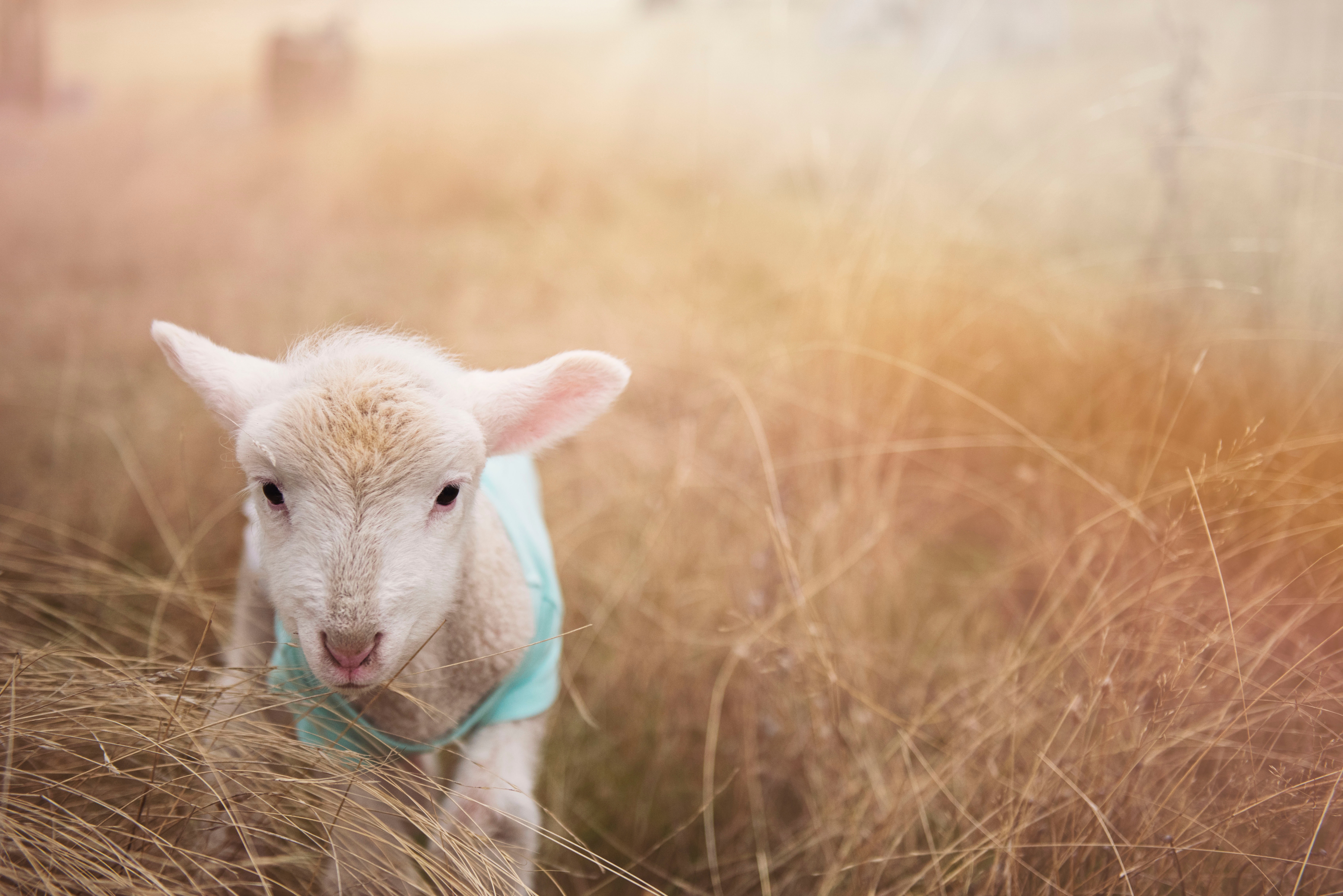 Cute Lamb Wallpapers