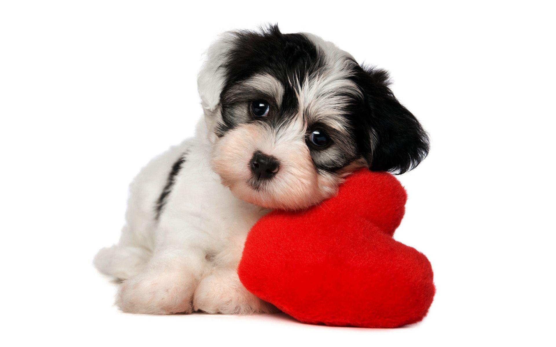 Cute Puppy Valentines Day Wallpapers