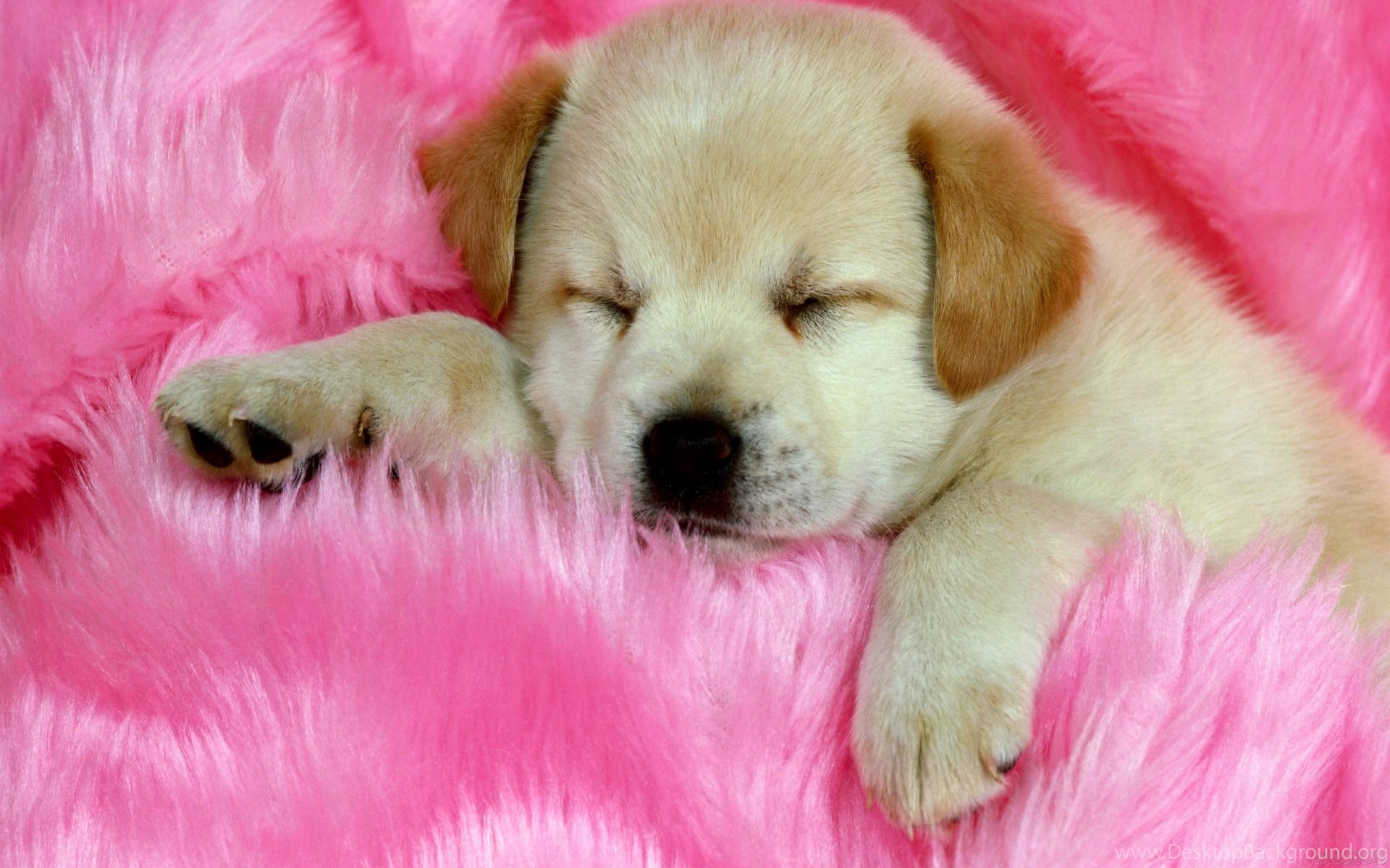 Cute Puppy Valentines Day Wallpapers