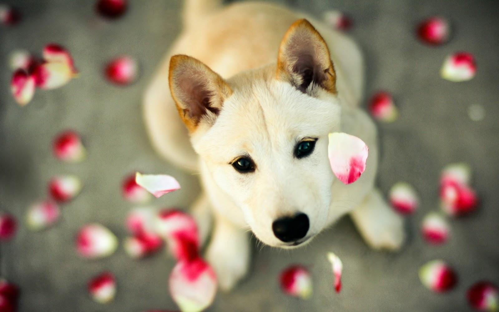 Cute Puppy Valentines Day Wallpapers