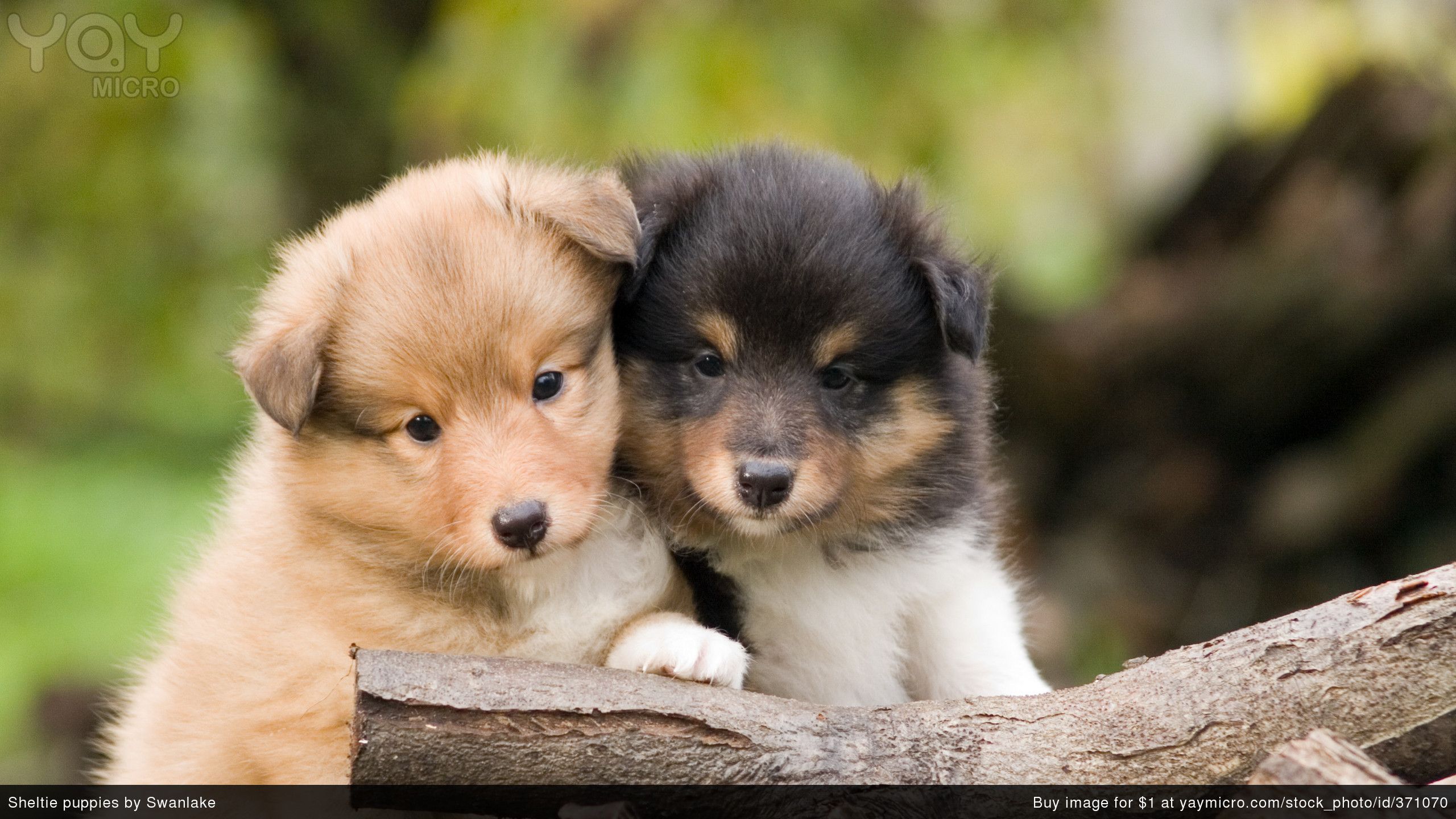 Cute Puppy Valentines Day Wallpapers