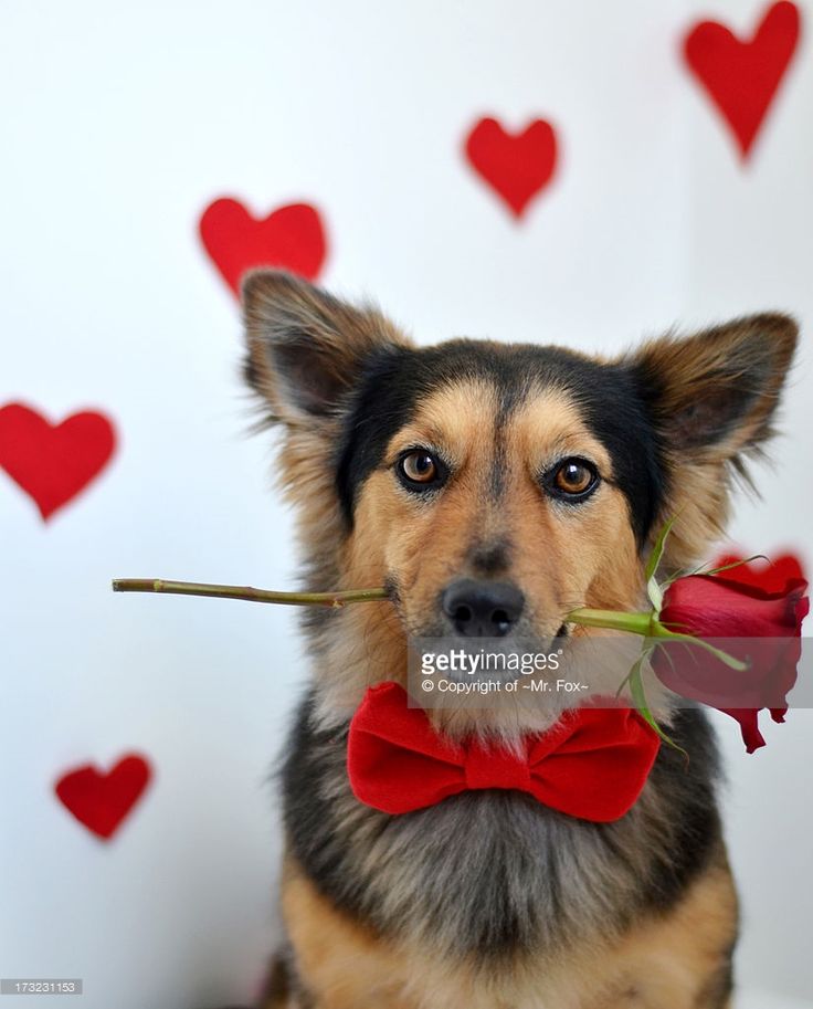 Cute Puppy Valentines Day Wallpapers