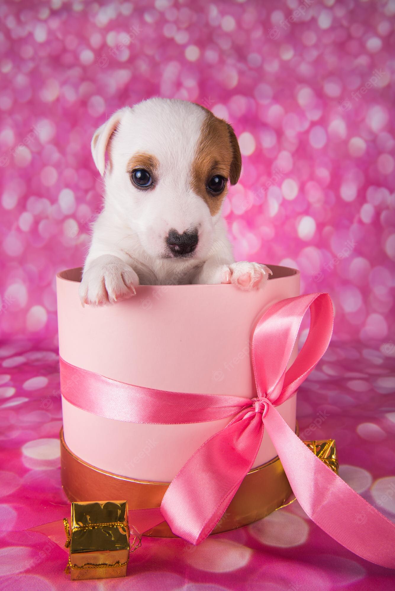 Cute Puppy Valentines Day Wallpapers