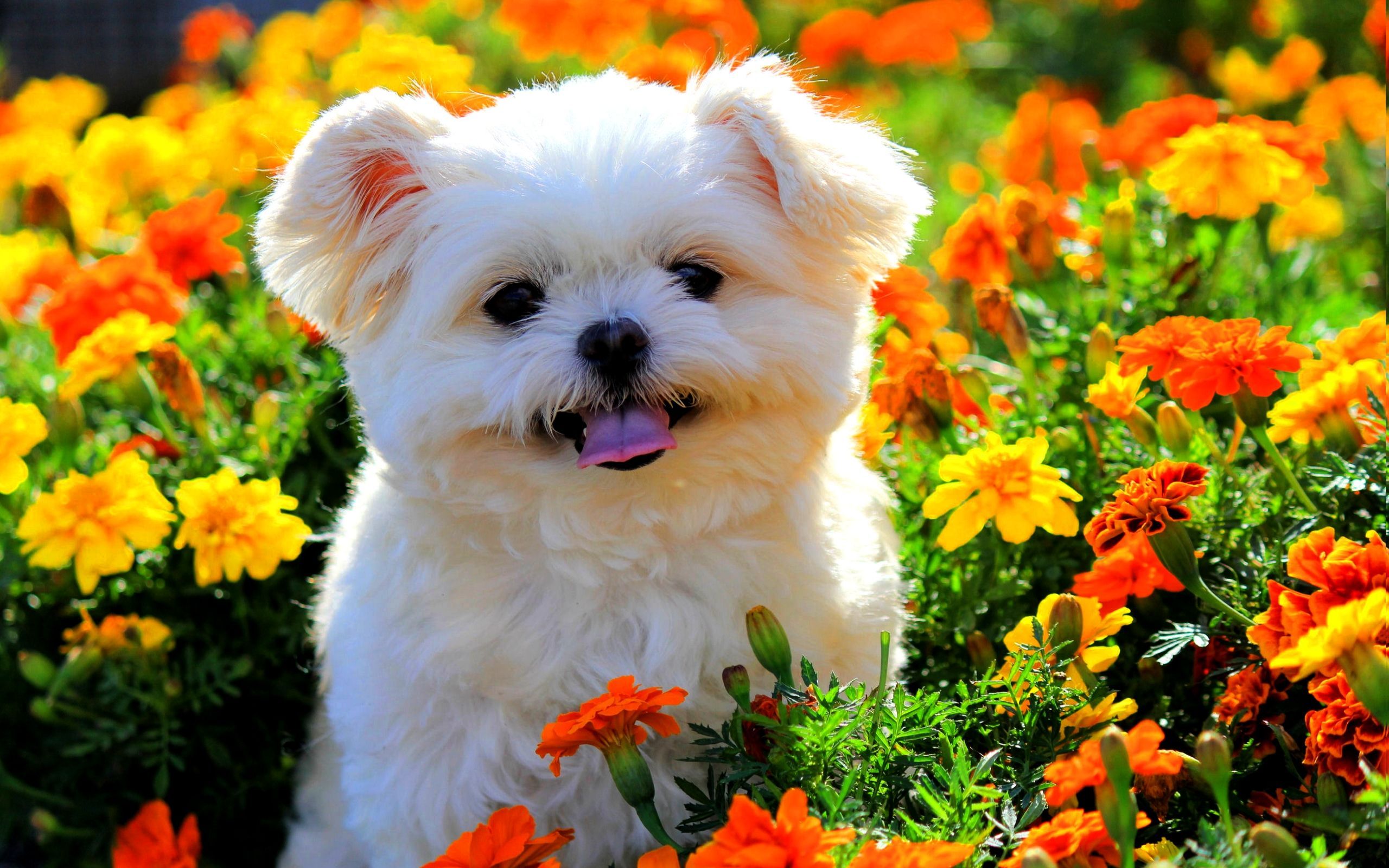 Cute Puppy With Flowers Wallpapers