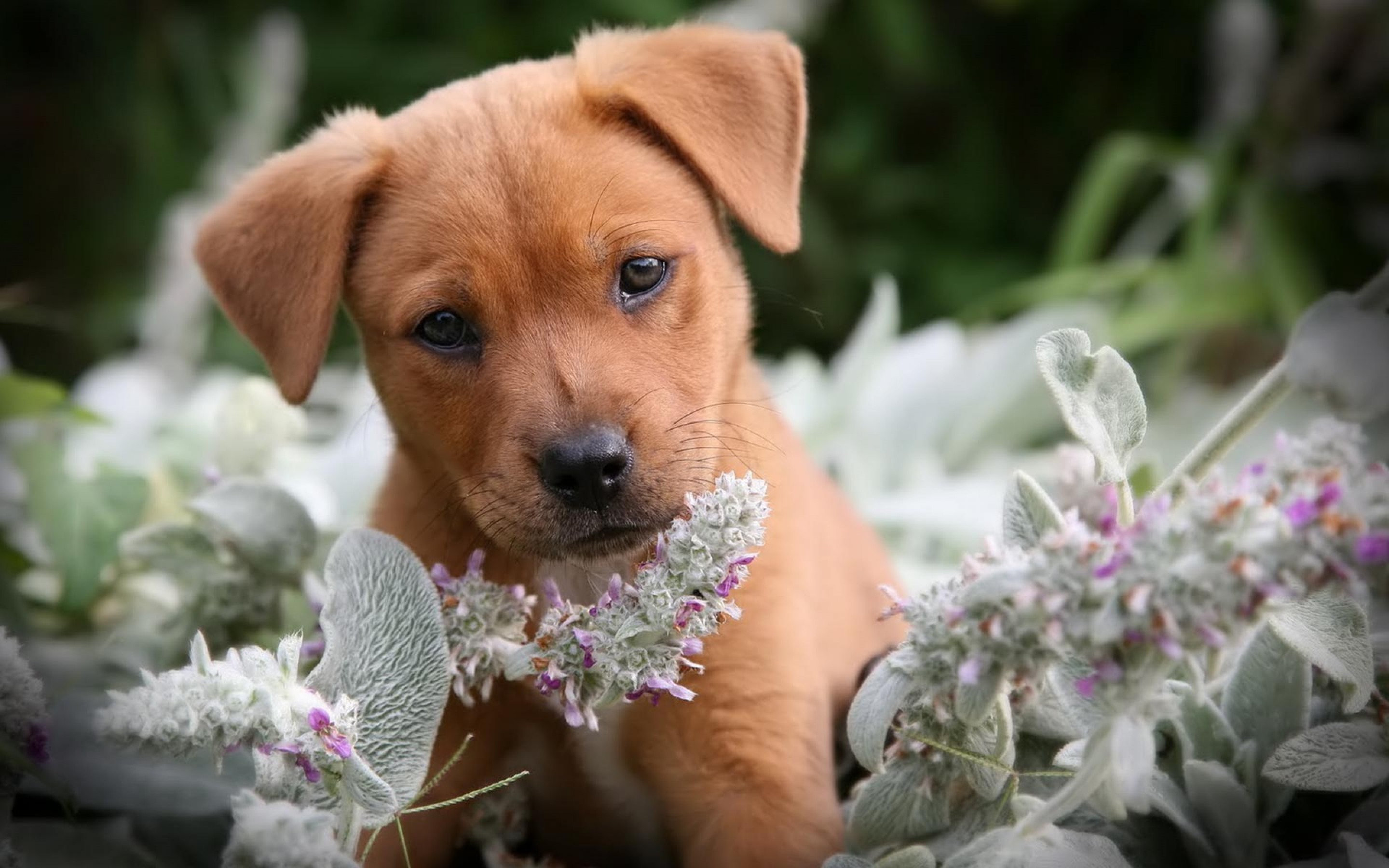 Cute Puppy With Flowers Wallpapers