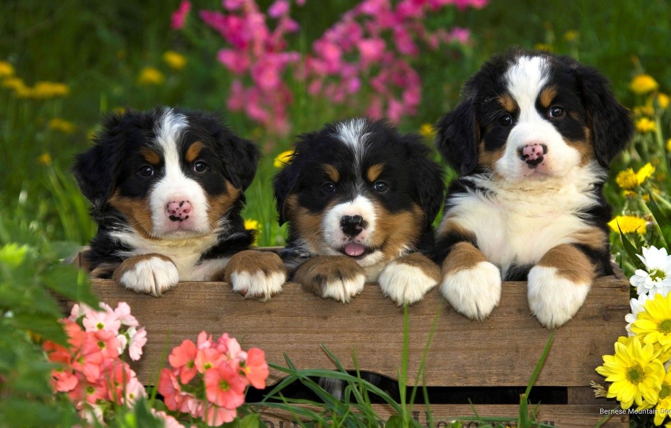 Cute Puppy With Flowers Wallpapers