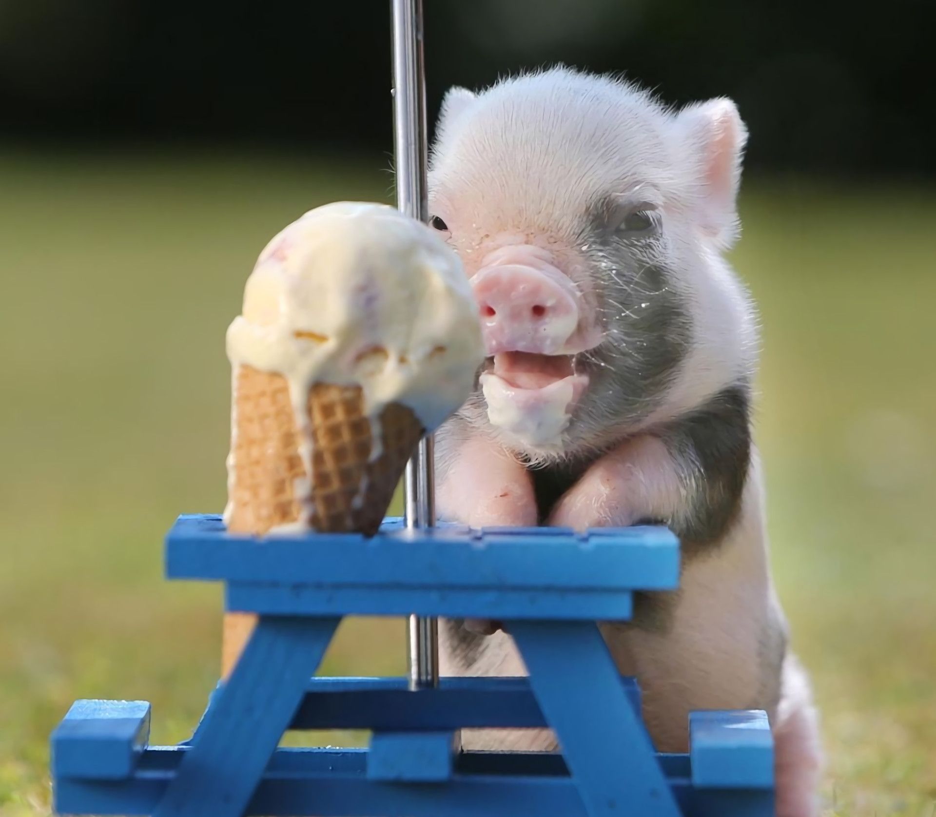 Cutest Baby Pig Wallpapers