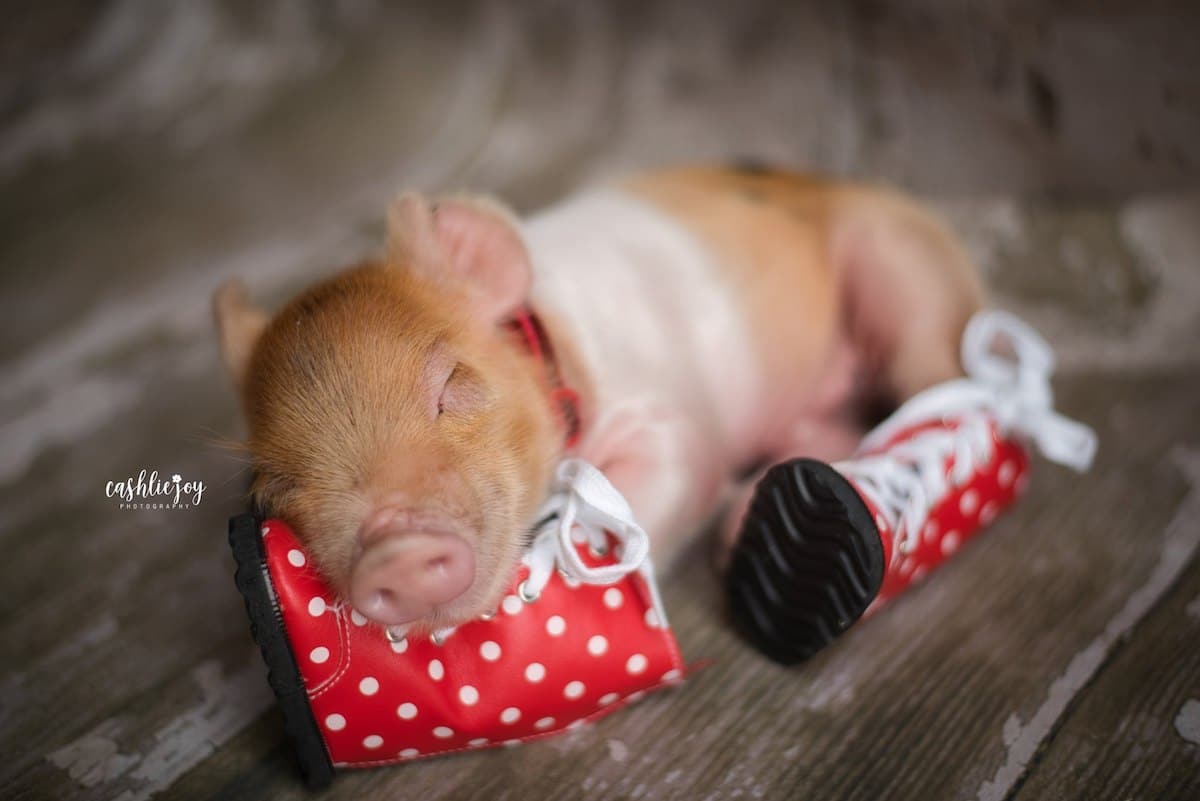 Cutest Baby Pig Wallpapers