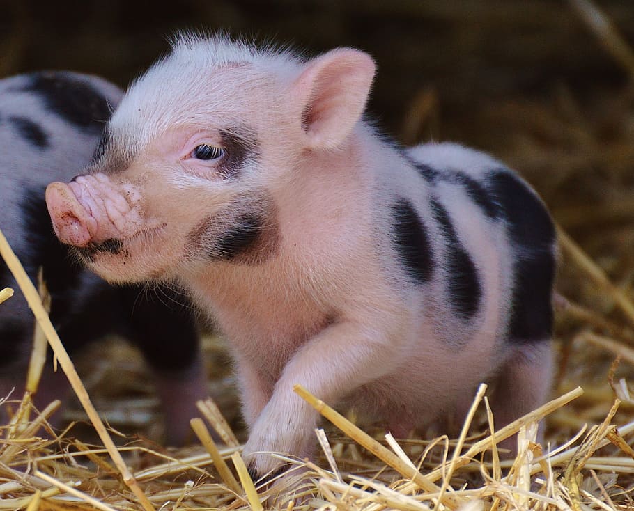 Cutest Baby Pig Wallpapers