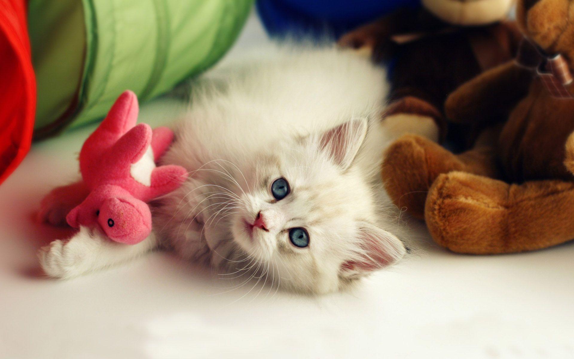 Cutest Hd Wallpapers