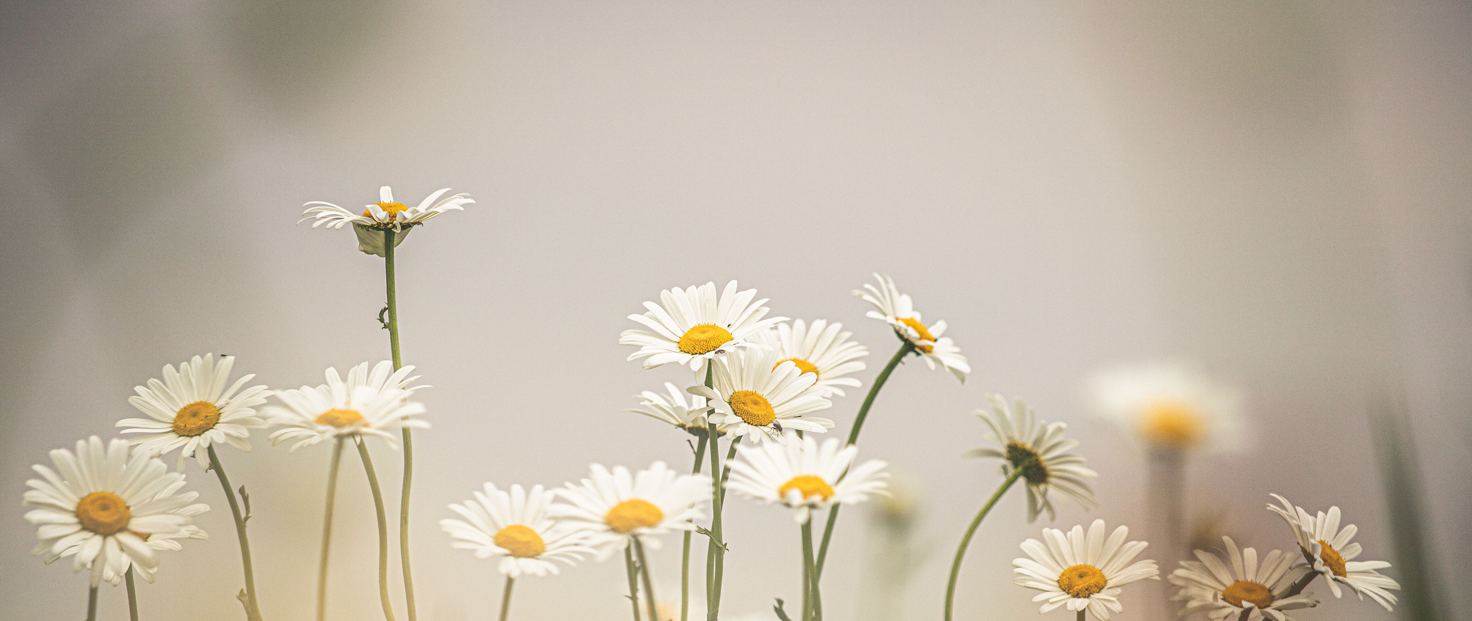 Daisies Wallpapers