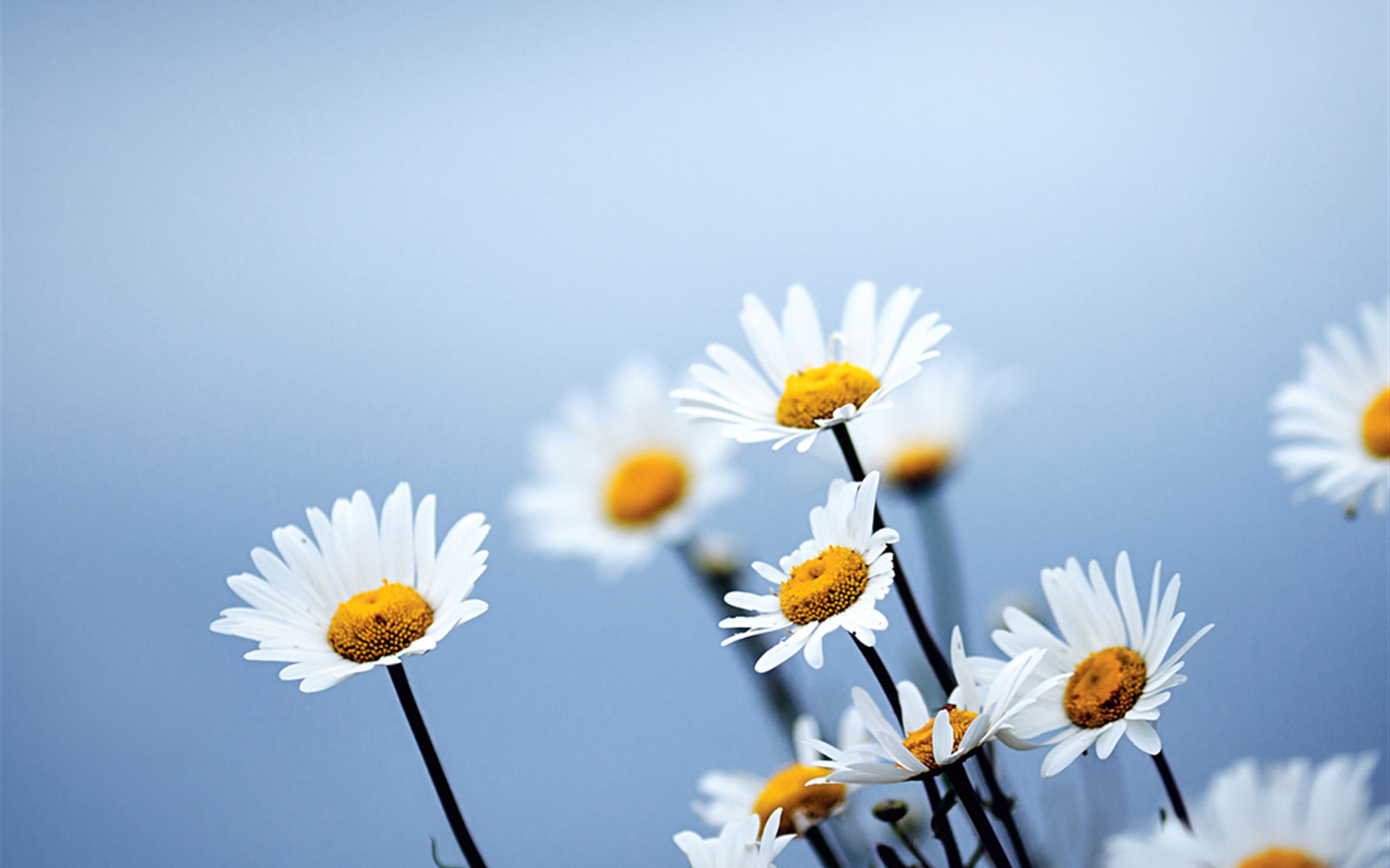 Daisies Wallpapers