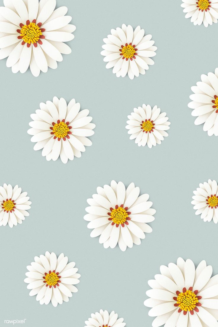 Daisy Backdrop Wallpapers