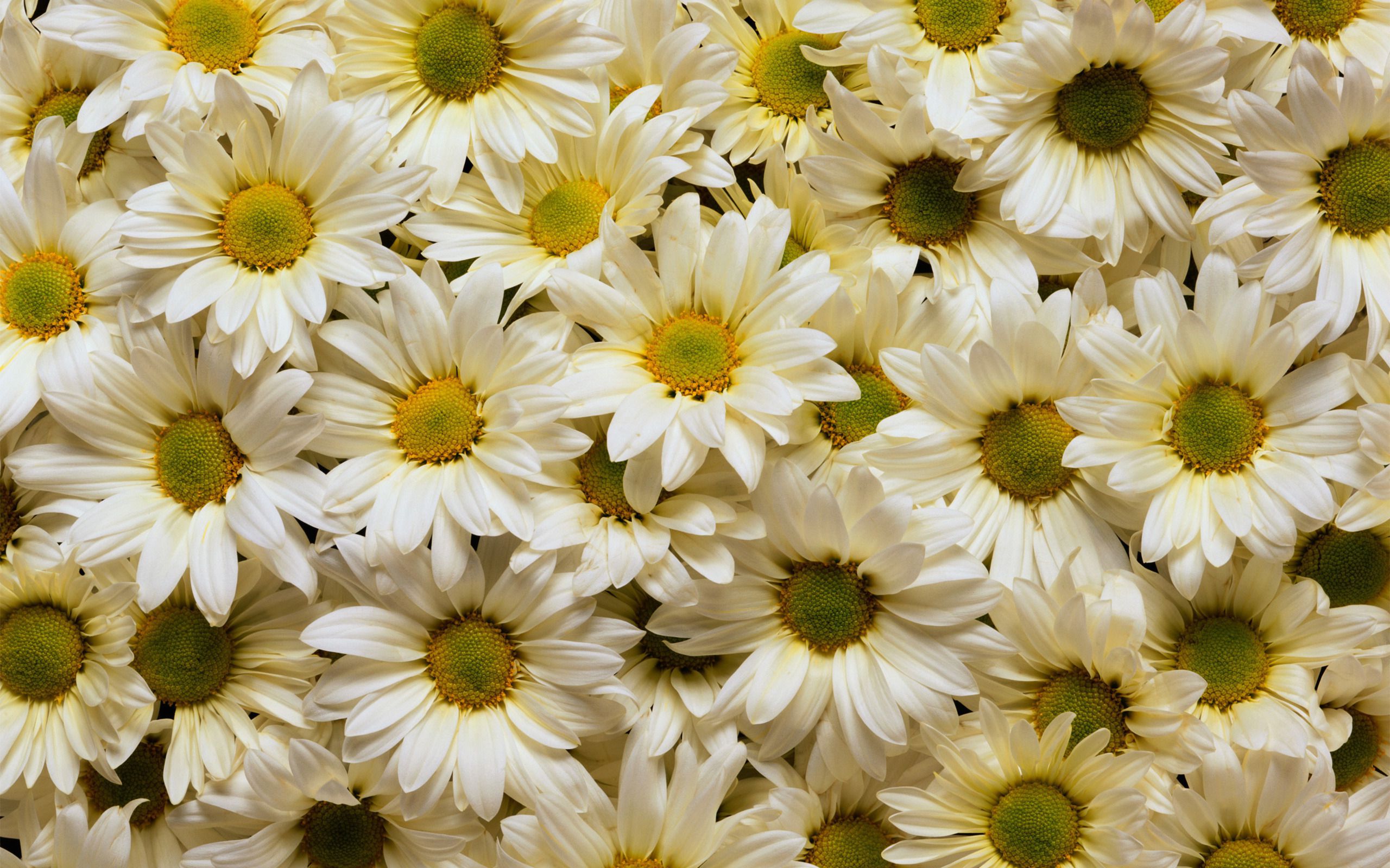 Daisy Backdrop Wallpapers