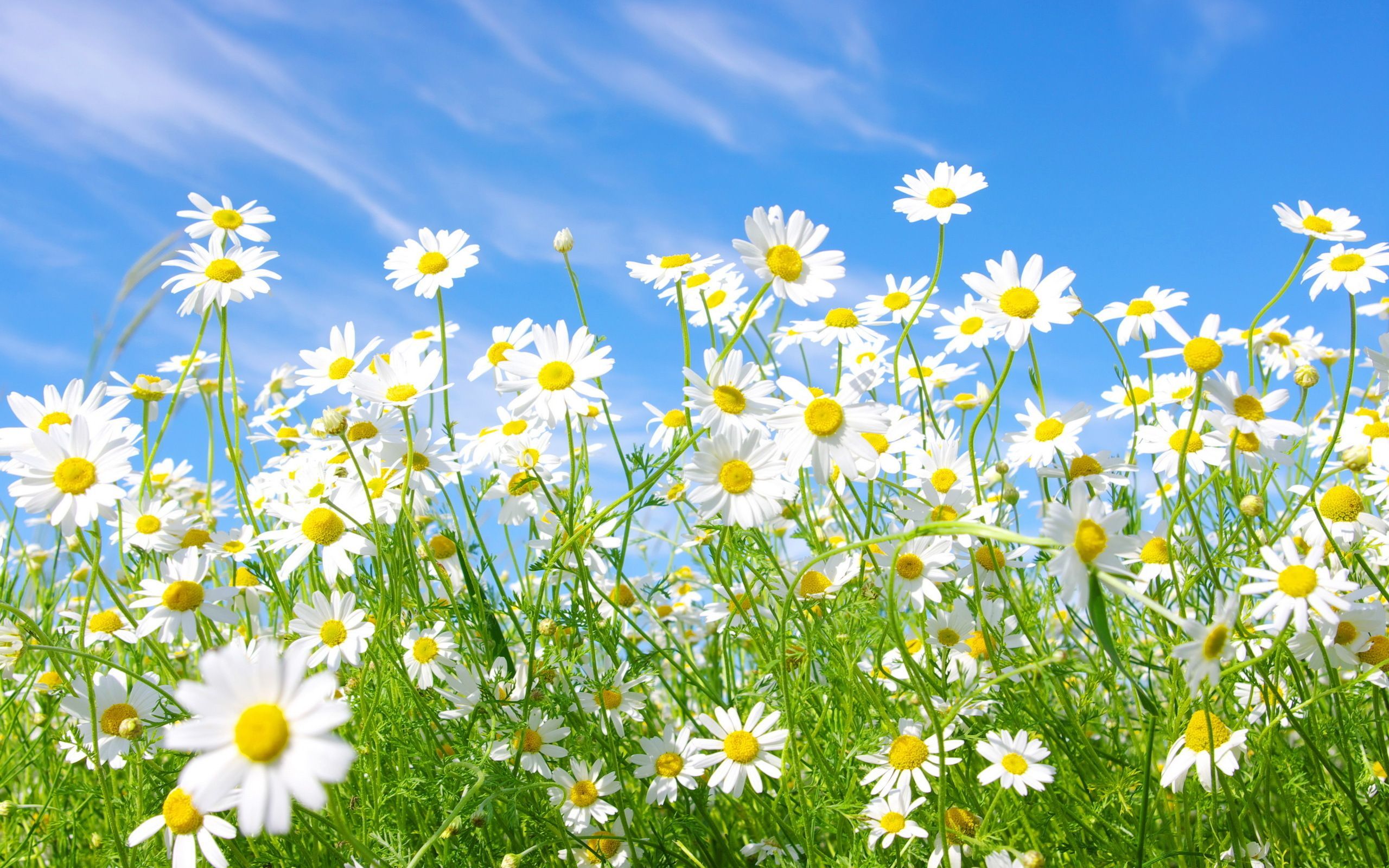 Daisy Backdrop Wallpapers