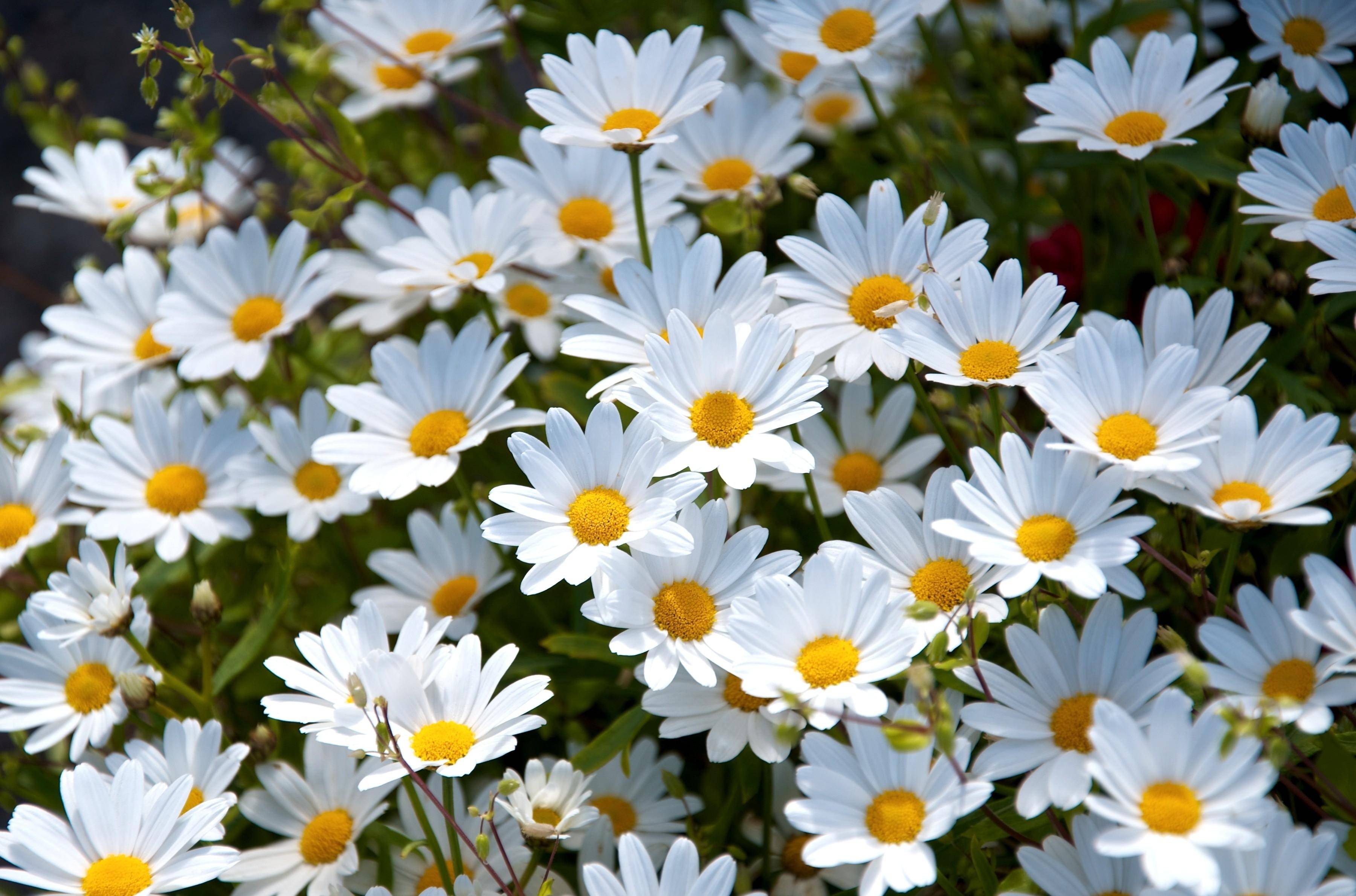 Daisy Backdrop Wallpapers