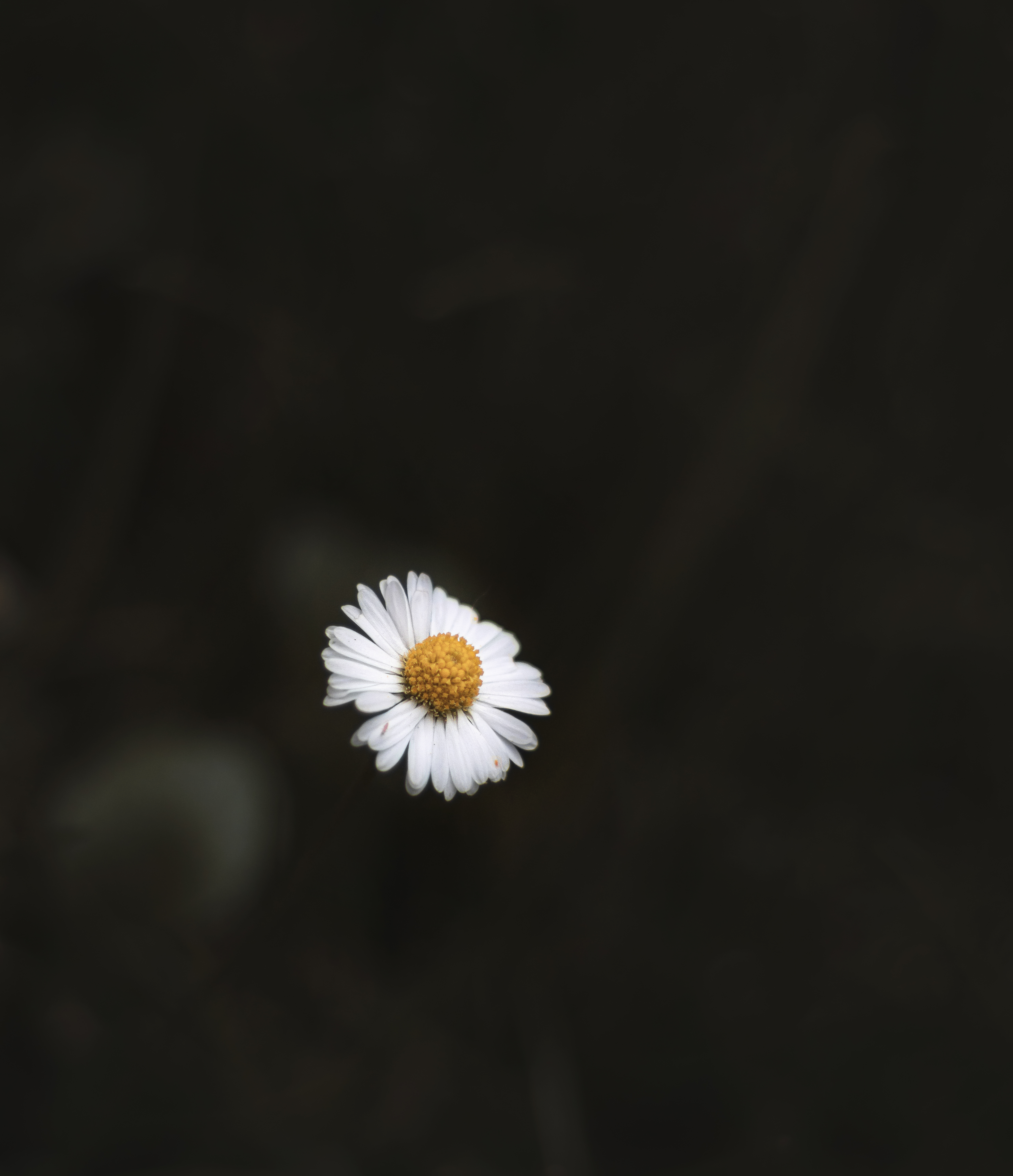 Daisy Backdrop Wallpapers