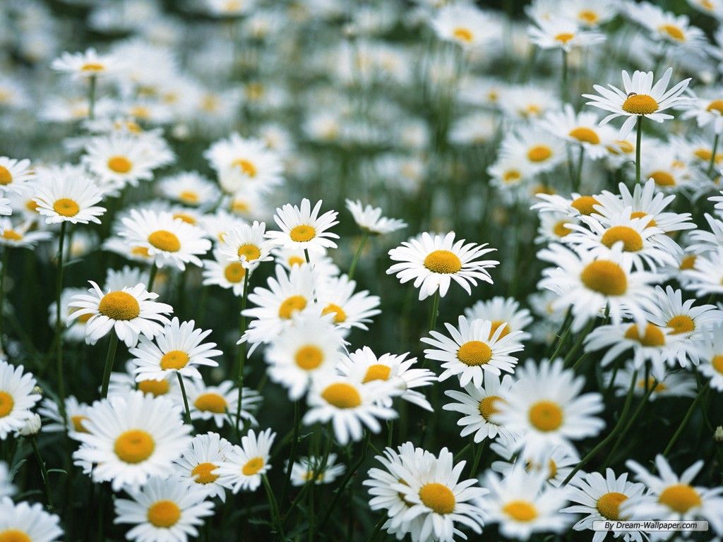 Daisy Backdrop Wallpapers