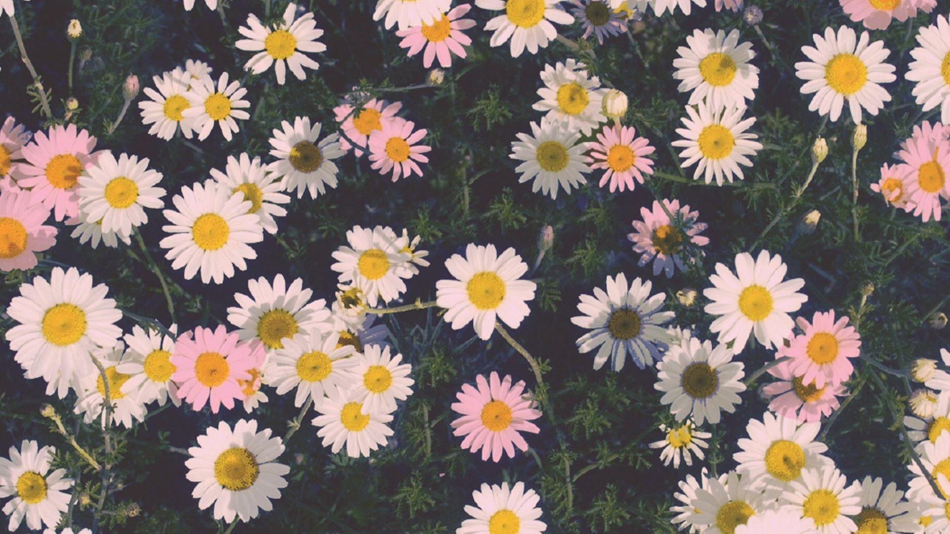 Daisy Backdrop Wallpapers